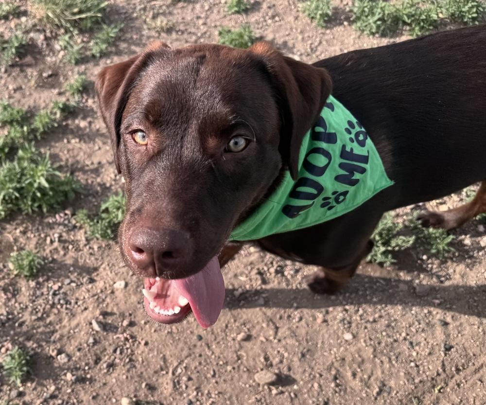Enlarge Cookeel / Bowzer, a Adoptable mixed breed in Broomfield, CO image 5/6