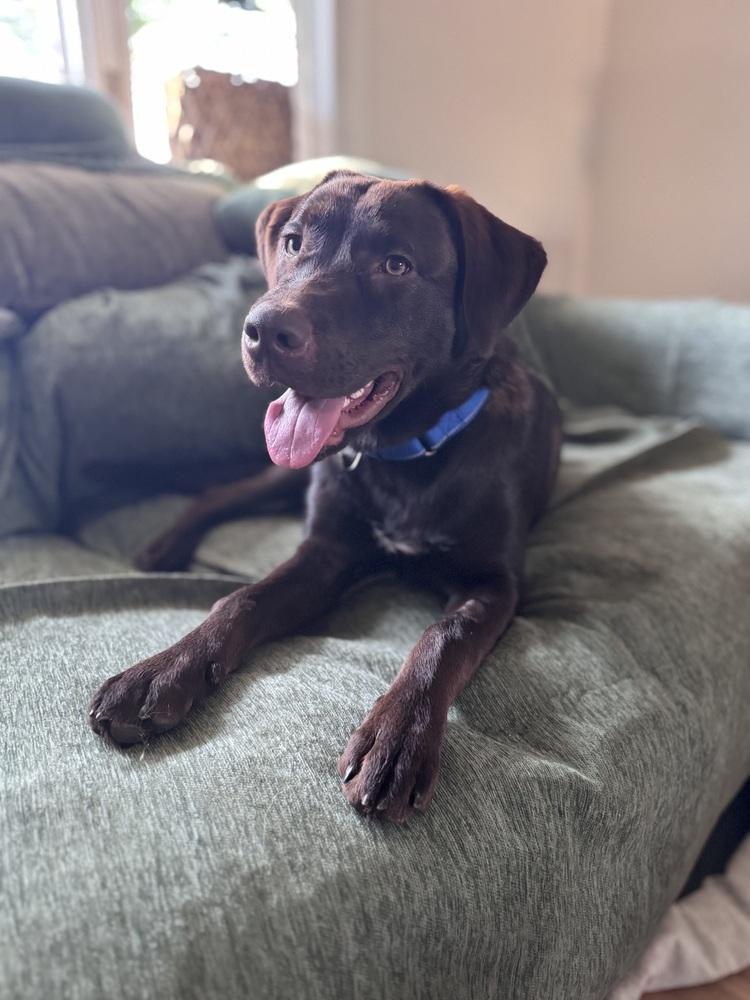 Enlarge Cookeel / Bowzer, a Adoptable mixed breed in Broomfield, CO image 6/6