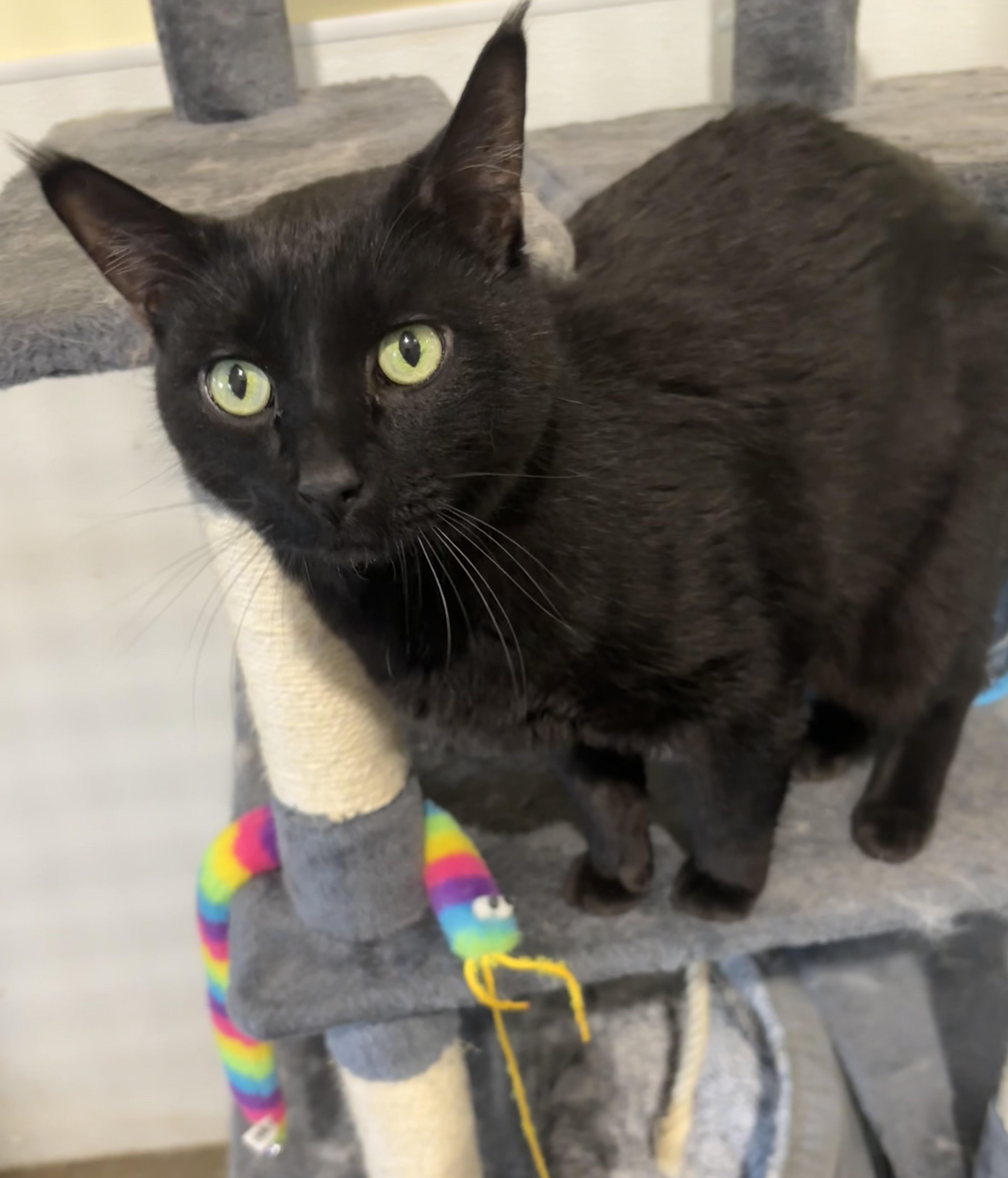 Marley, ADOPTABLE, Senior Male Domestic Short Hair.