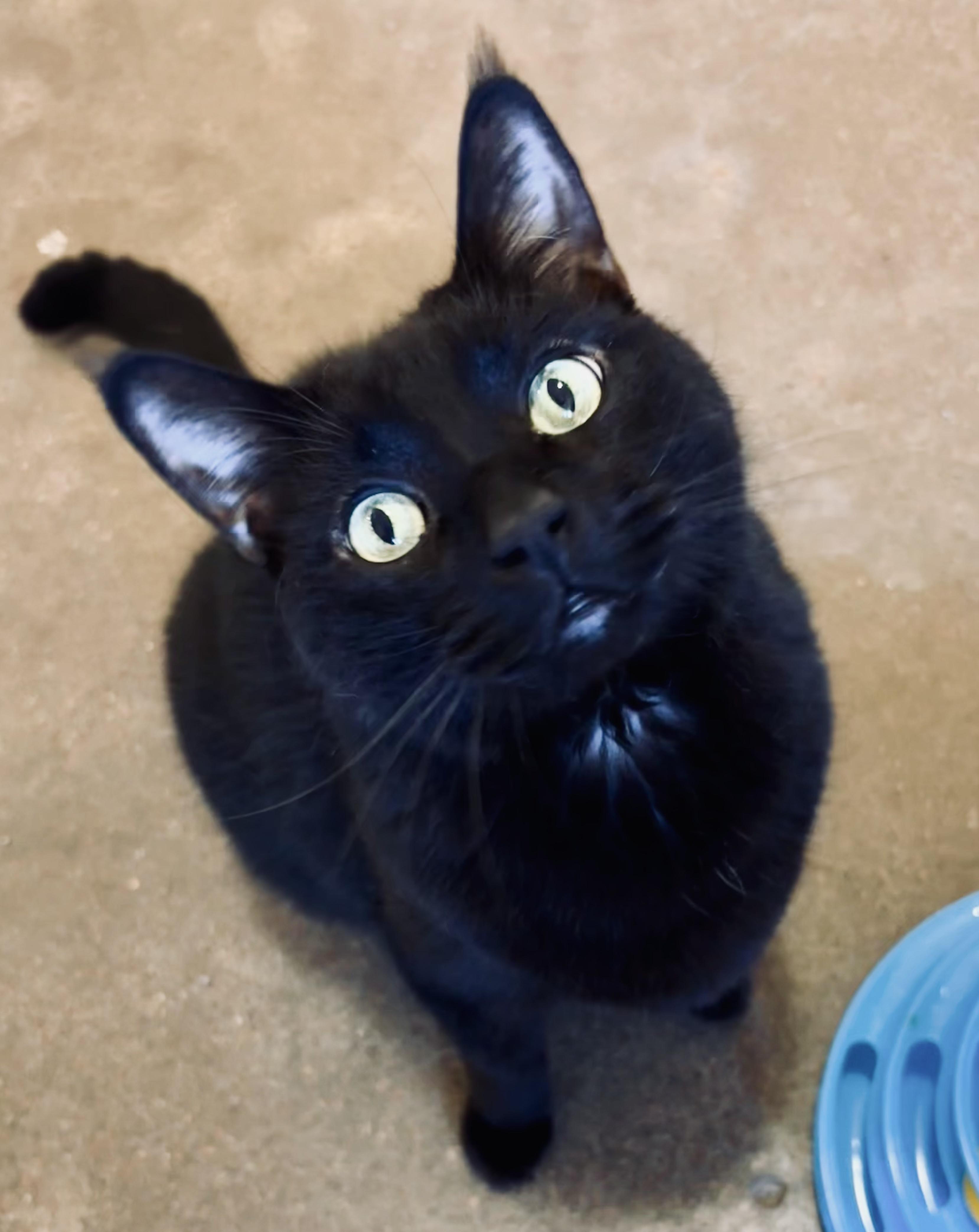 Enlarge Marley, a ADOPTABLE Domestic Short Hair in Shenandoah, IA image 1/3