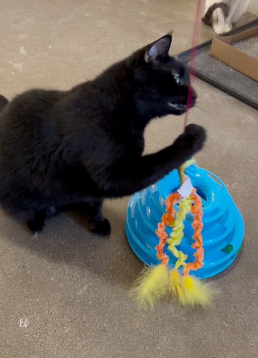 Enlarge Marley, a ADOPTABLE Domestic Short Hair in Shenandoah, IA video 2/3