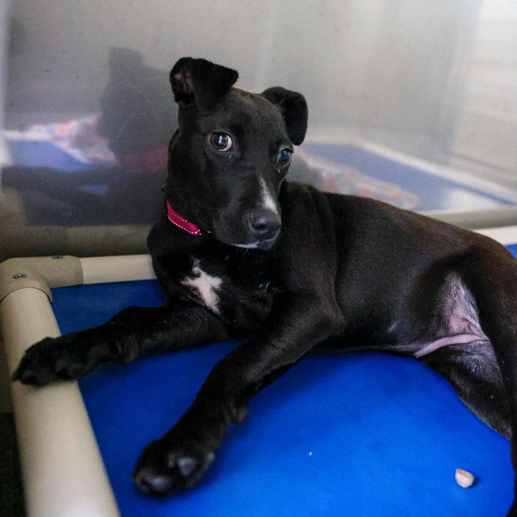 June Bug, a Adoptable Mixed Breed in Bradenton, FL image 1/4
