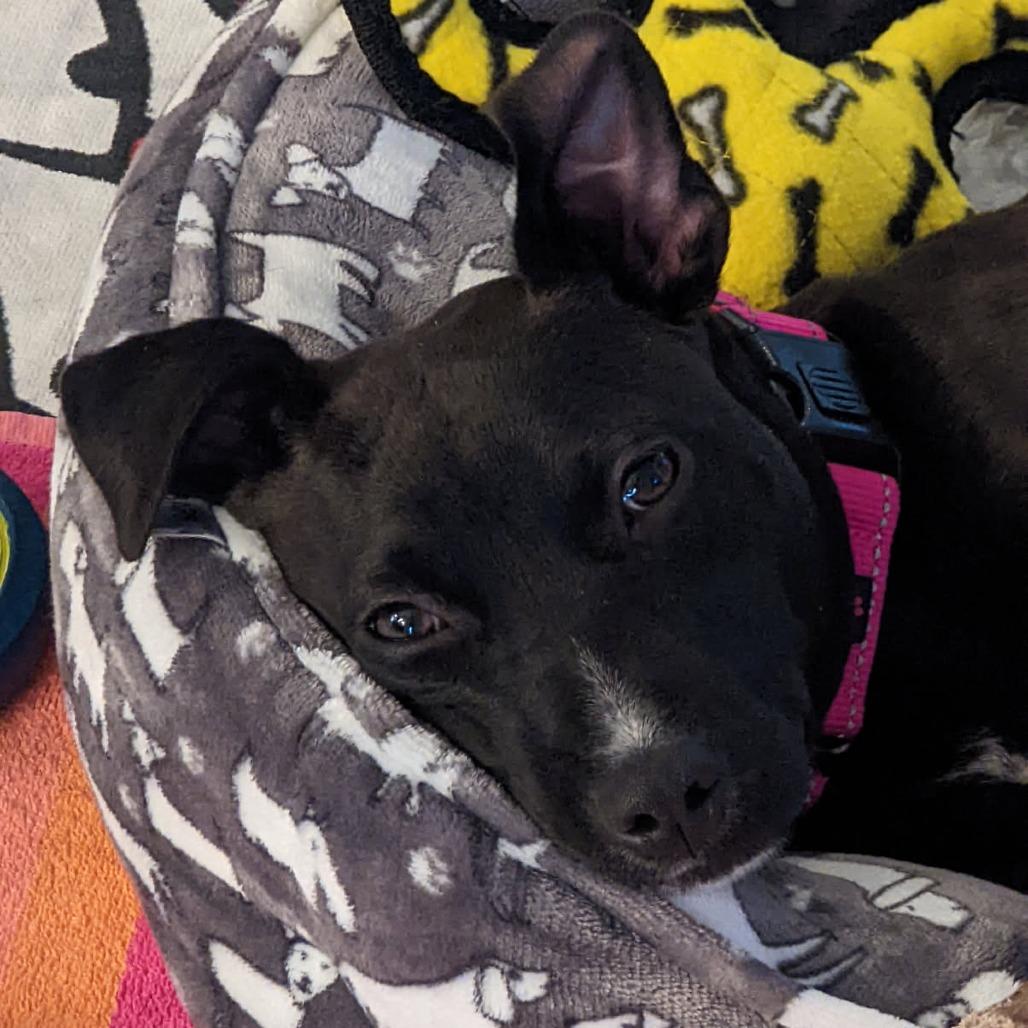 June Bug, a Adoptable Mixed Breed in Bradenton, FL image 2/4