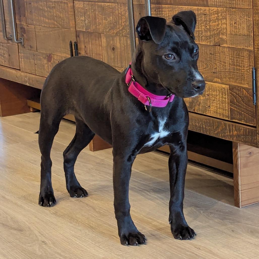 June Bug, a Adoptable Mixed Breed in Bradenton, FL image 3/4