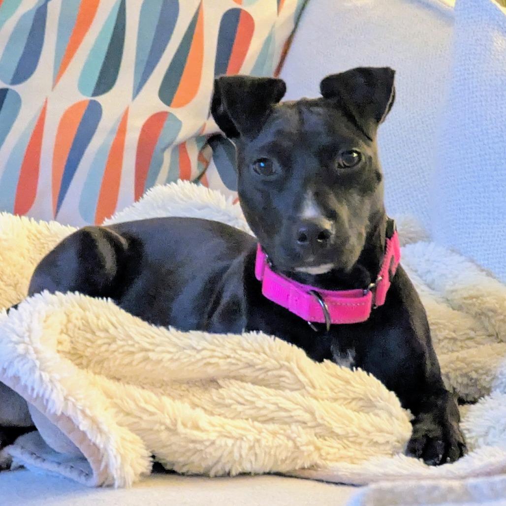 June Bug, a Adoptable Mixed Breed in Bradenton, FL image 4/4