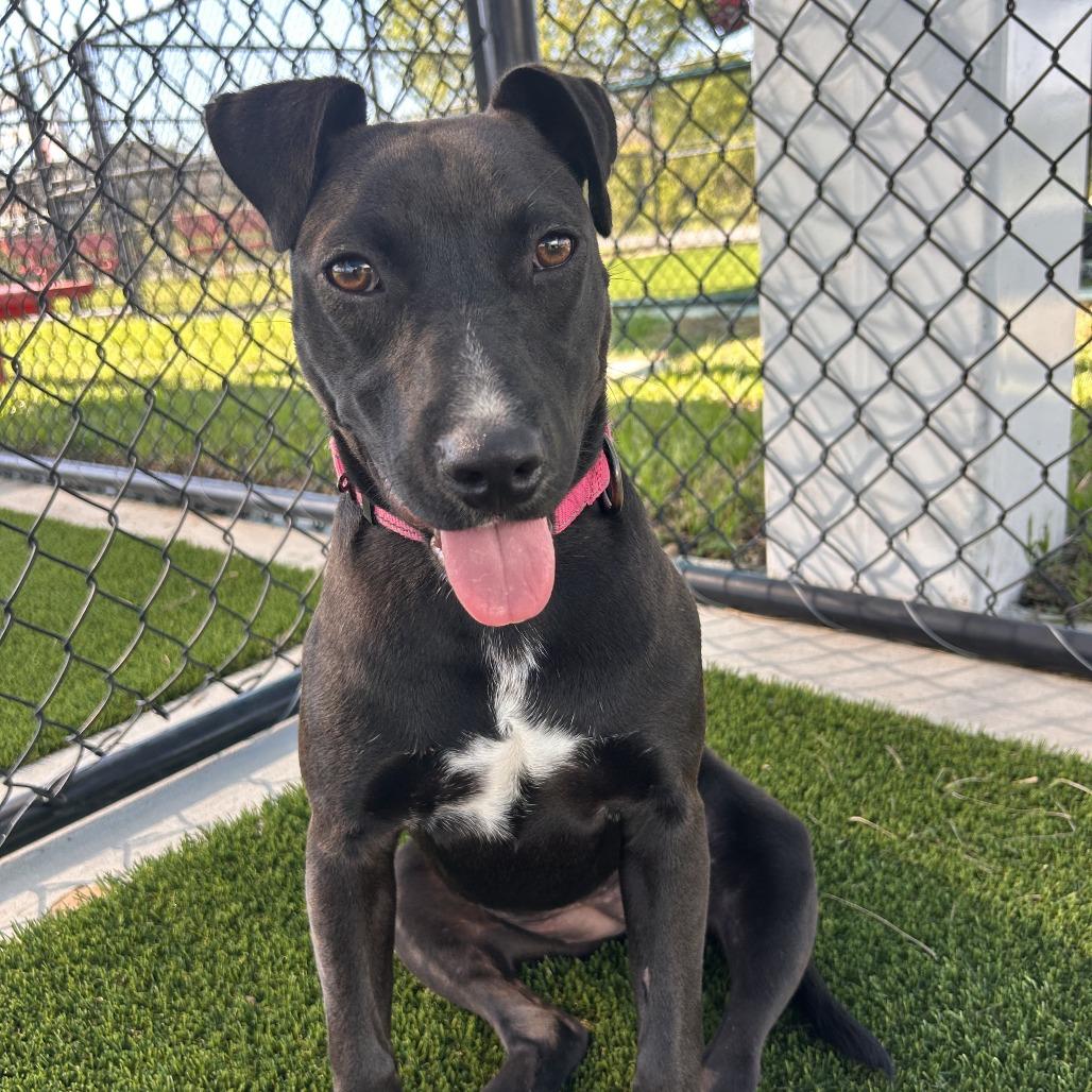Enlarge June Bug, a Adoptable Mixed Breed in Bradenton, FL image 5/5