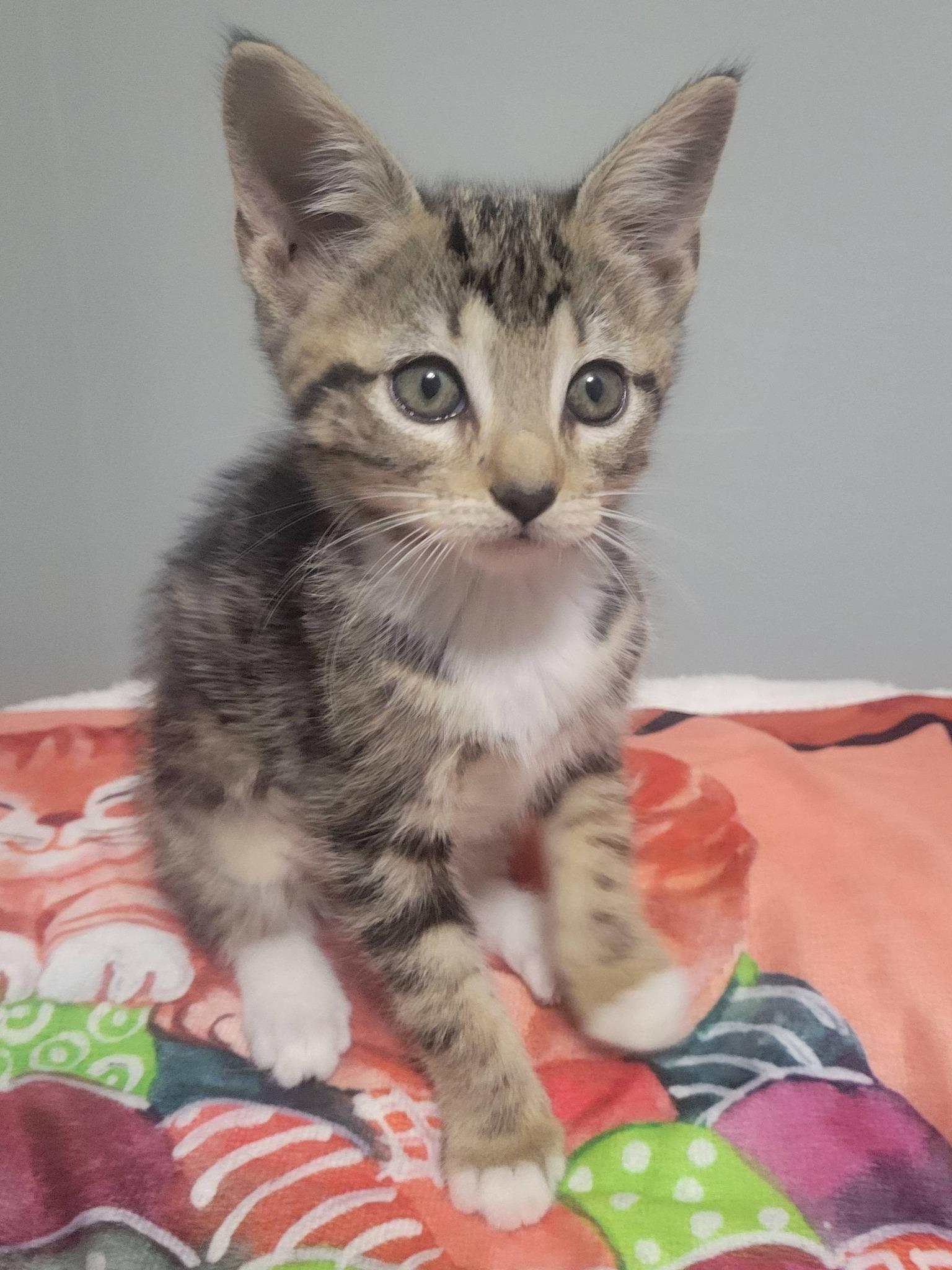 Katie, an adopted Domestic Short Hair in LaPlace, LA image 1/5