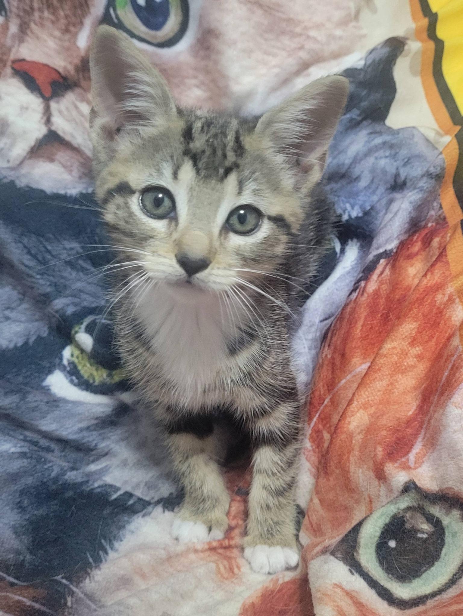 Katie, an adopted Domestic Short Hair in LaPlace, LA image 4/5