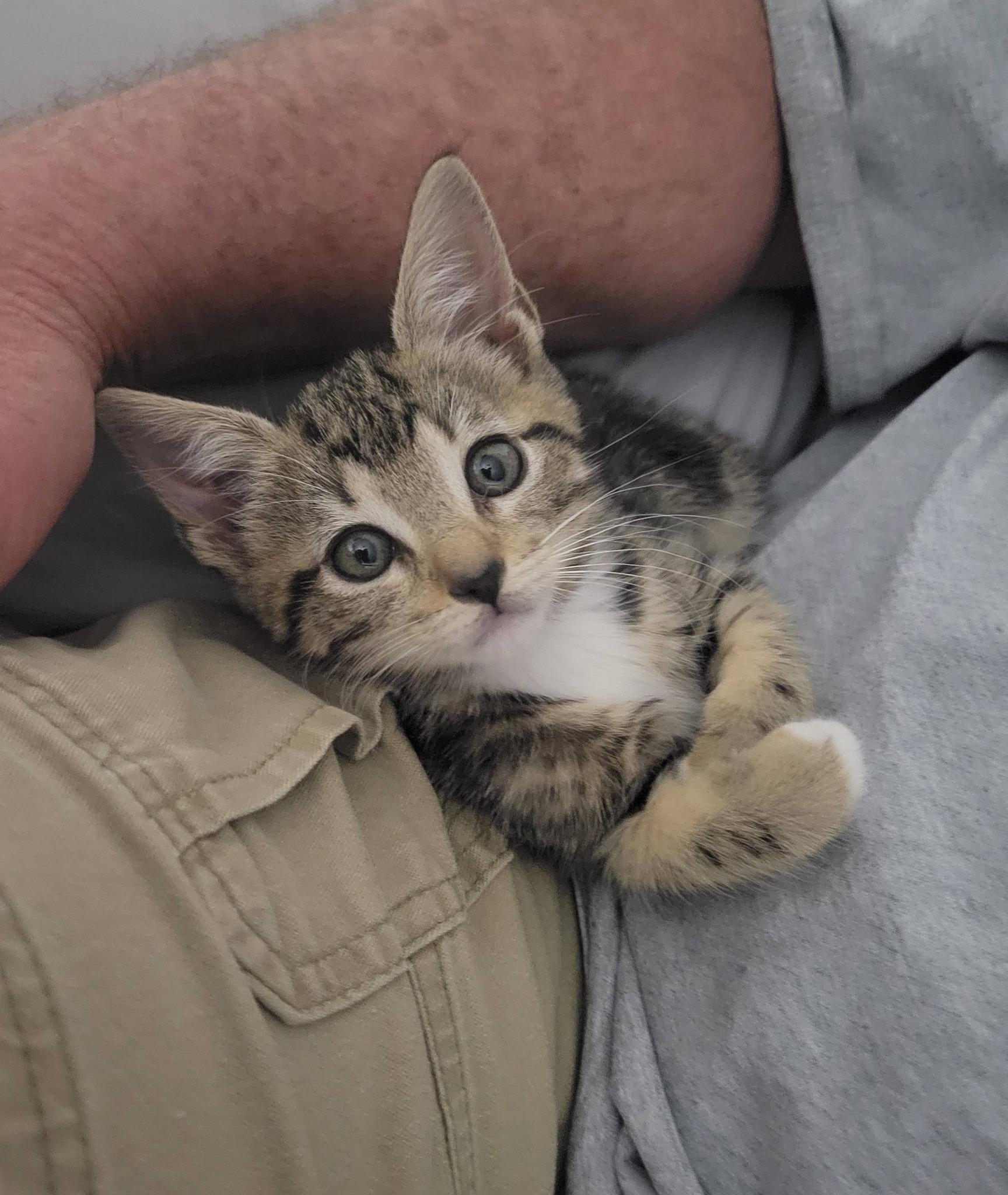 Katie, an adopted Domestic Short Hair in LaPlace, LA image 5/5