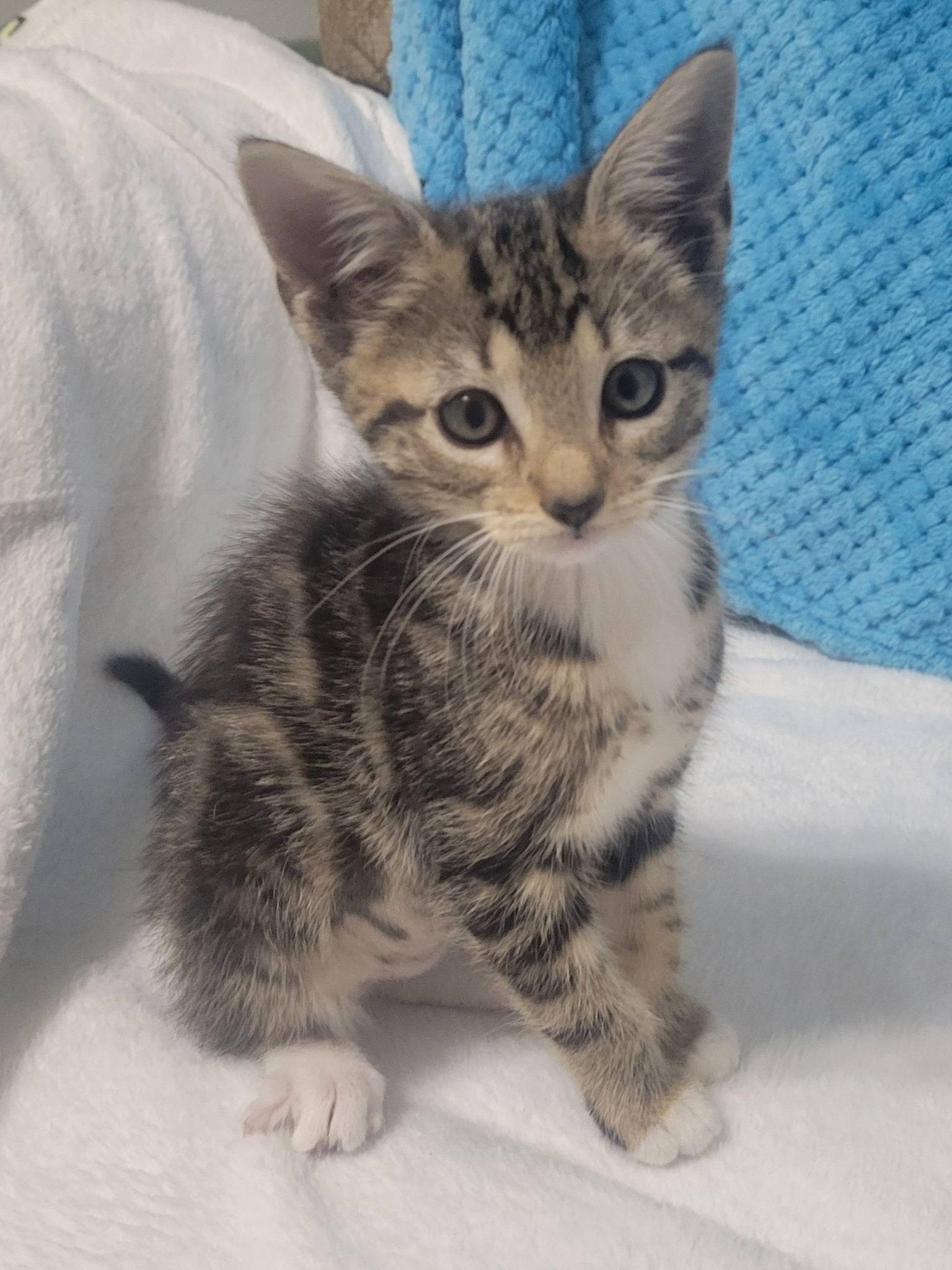 Katie, an adopted Domestic Short Hair in LaPlace, LA image 3/5