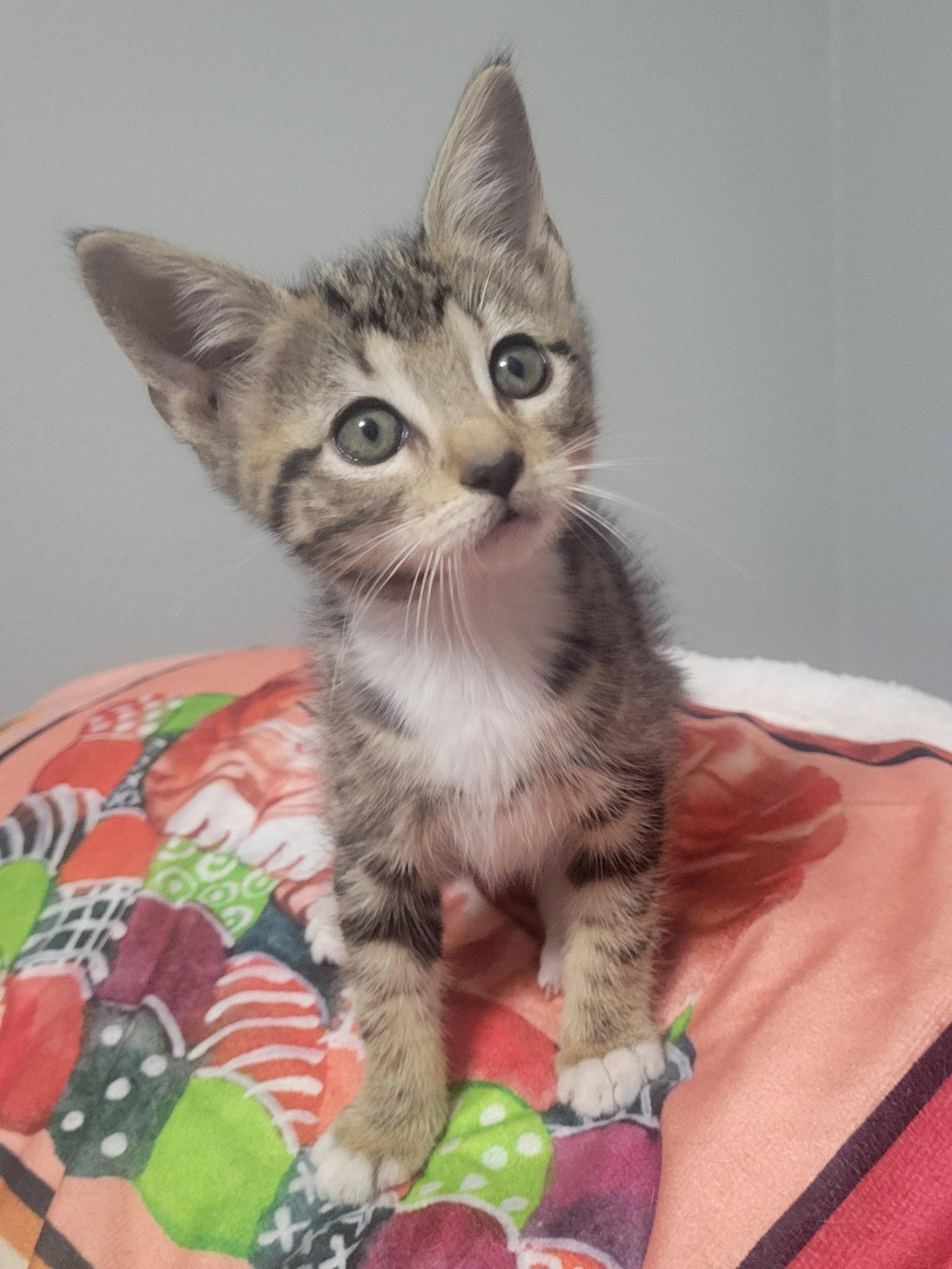Katie, an adopted Domestic Short Hair in LaPlace, LA image 2/5