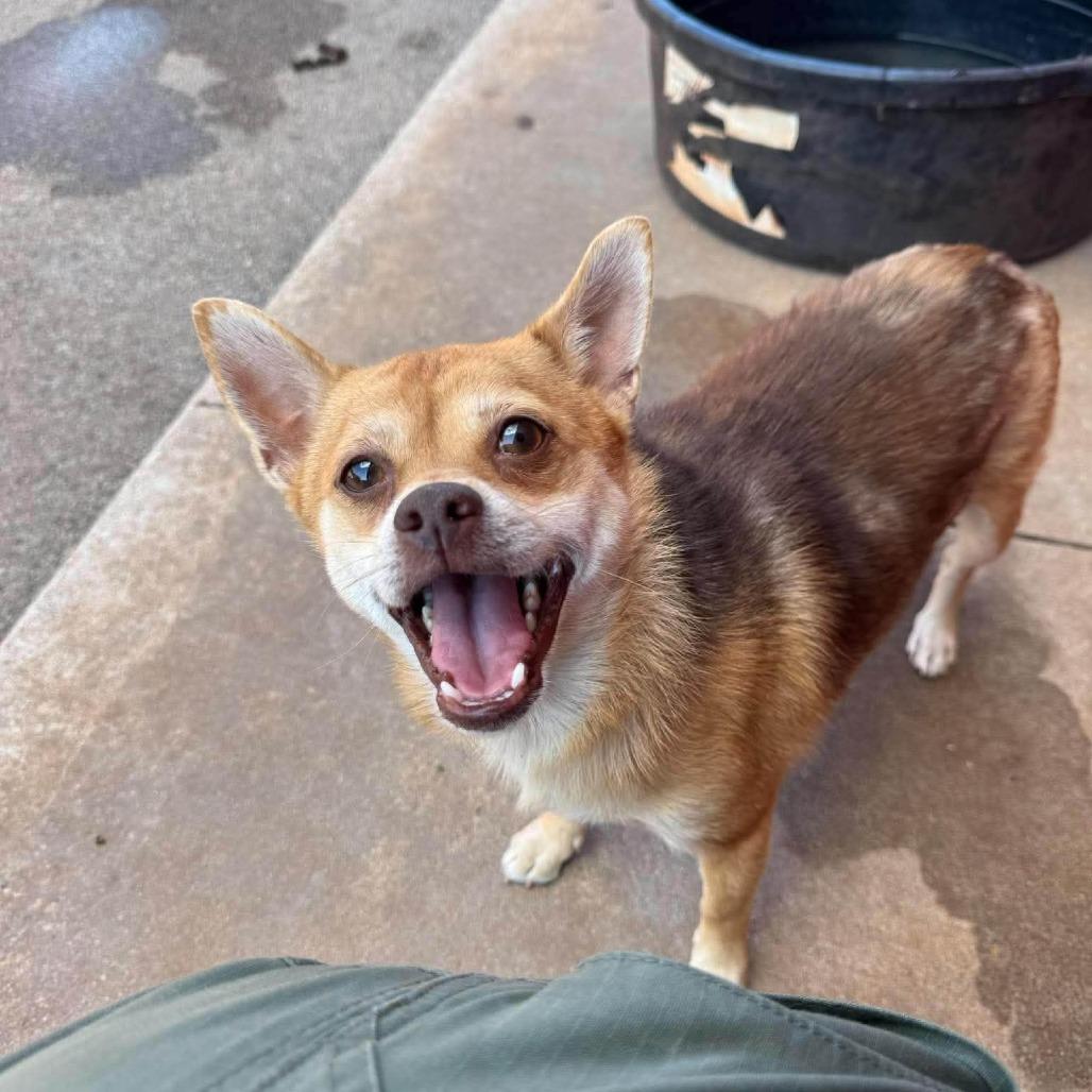Griffin, Adoptable, Adult Male Chihuahua.