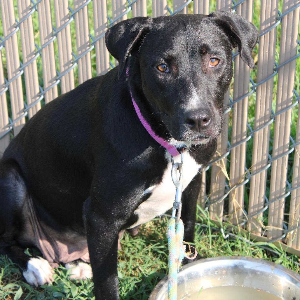 Enlarge Astrid, a Adoptable Retriever in Cleveland, MS image 3/3