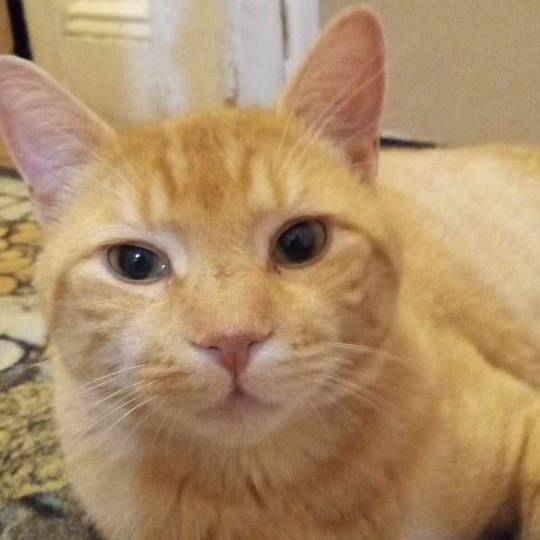 Chester
