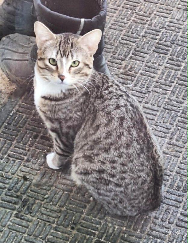 Henry, ADOPTABLE, Adult Male Domestic Short Hair.