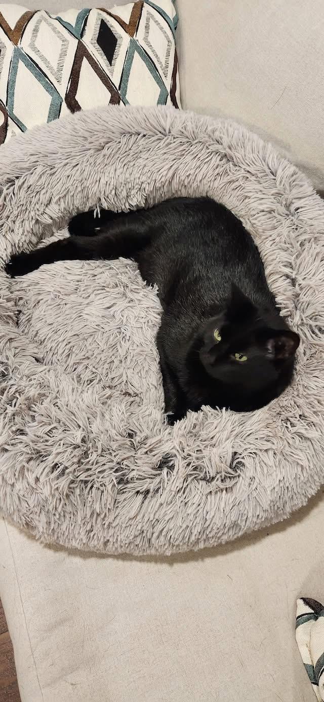 Enlarge Emmy, a Adoptable mixed breed in Bettendorf, IA image 2/6