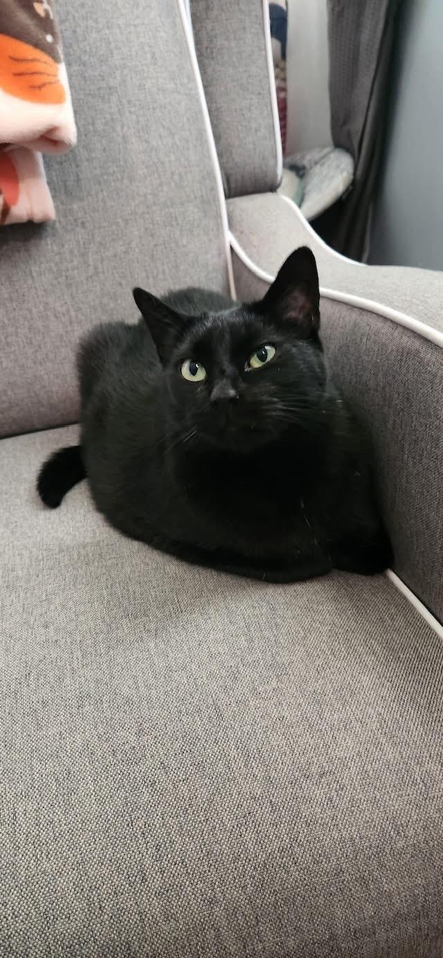 Enlarge Emmy, a Adoptable mixed breed in Bettendorf, IA image 3/6