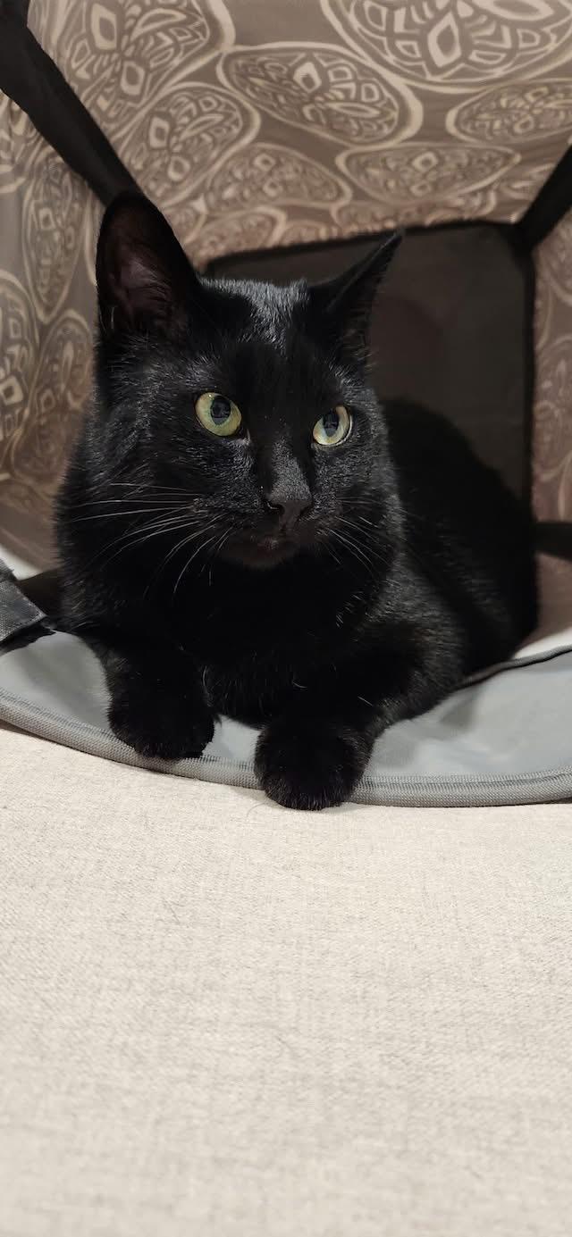 Enlarge Emmy, a Adoptable mixed breed in Bettendorf, IA image 5/6