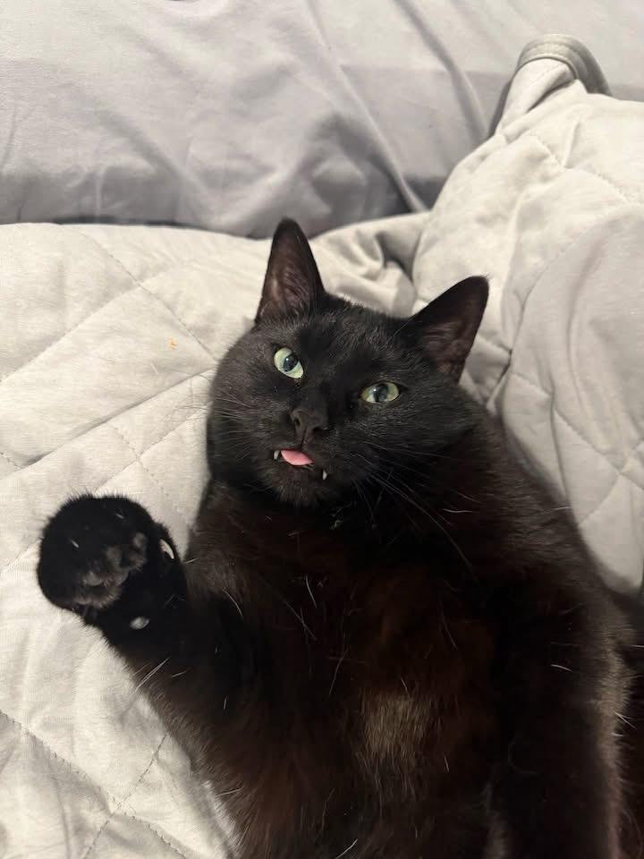 Enlarge Emmy, a Adoptable mixed breed in Bettendorf, IA image 6/6