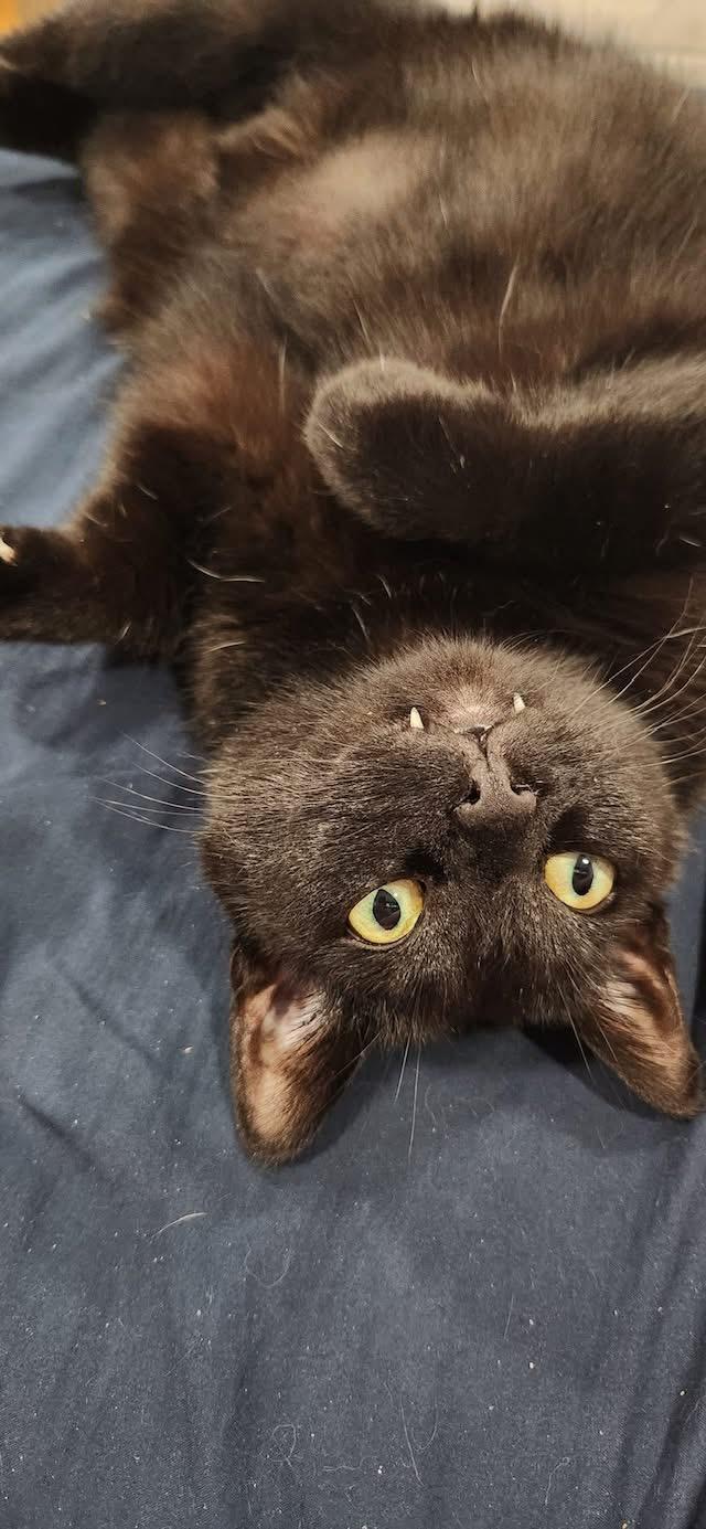 Emmy, Adoptable, Adult Female Domestic Short Hair.