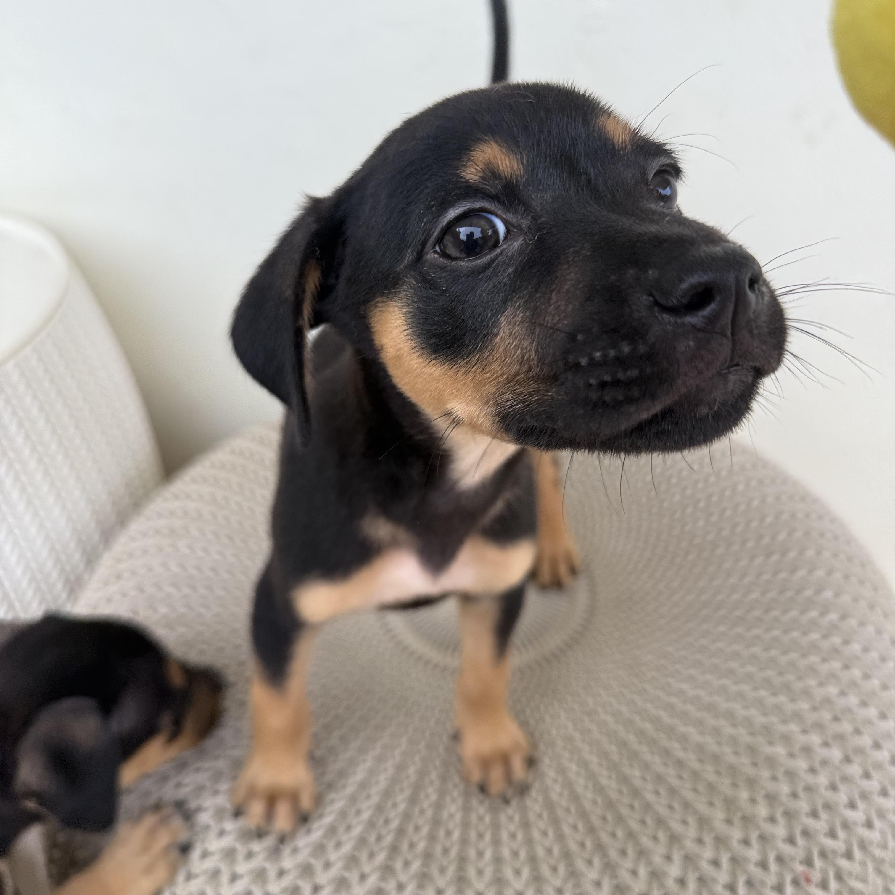 Dill, an adopted mixed breed in ISABELA, PR image 3/3
