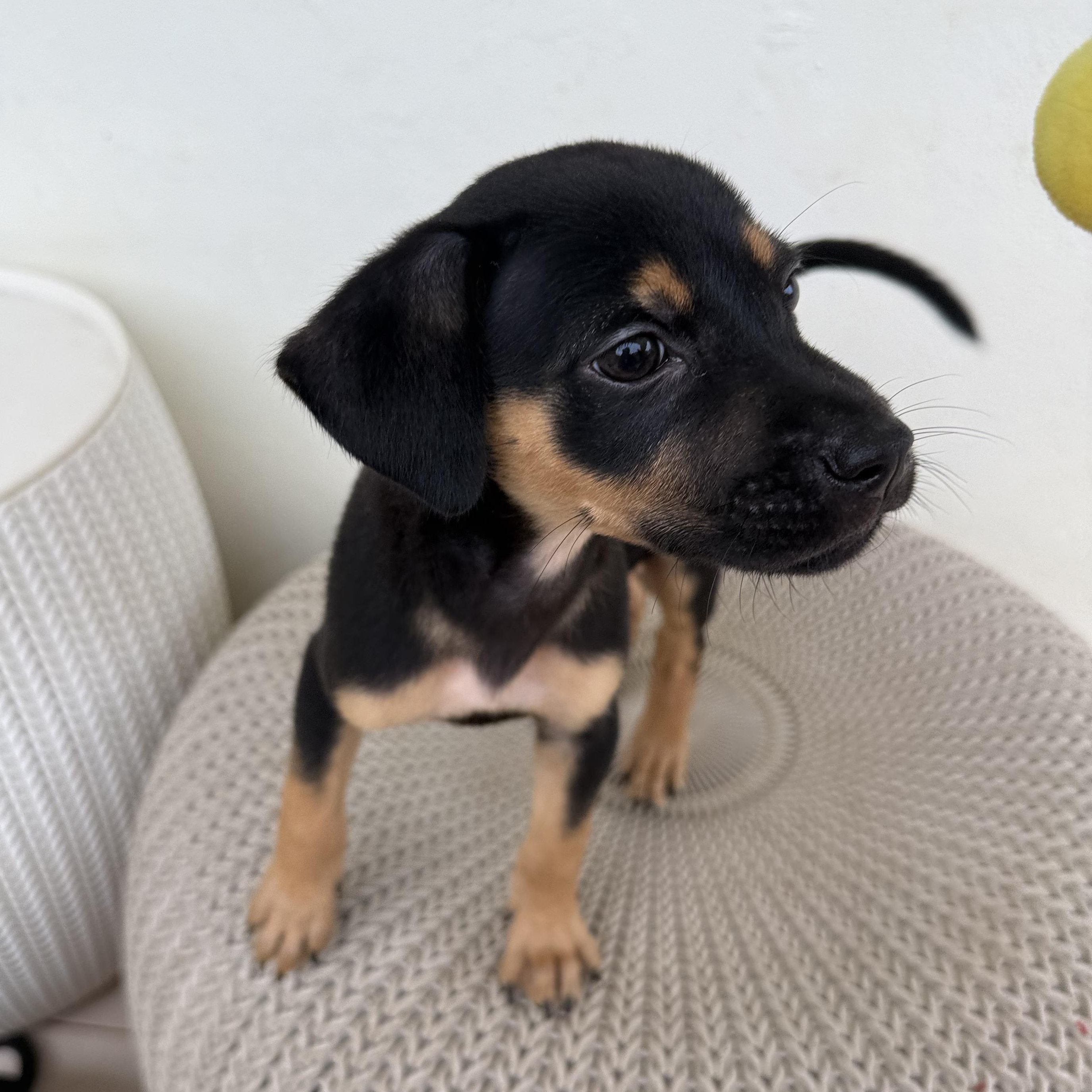 Dill, an adopted mixed breed in ISABELA, PR image 2/3