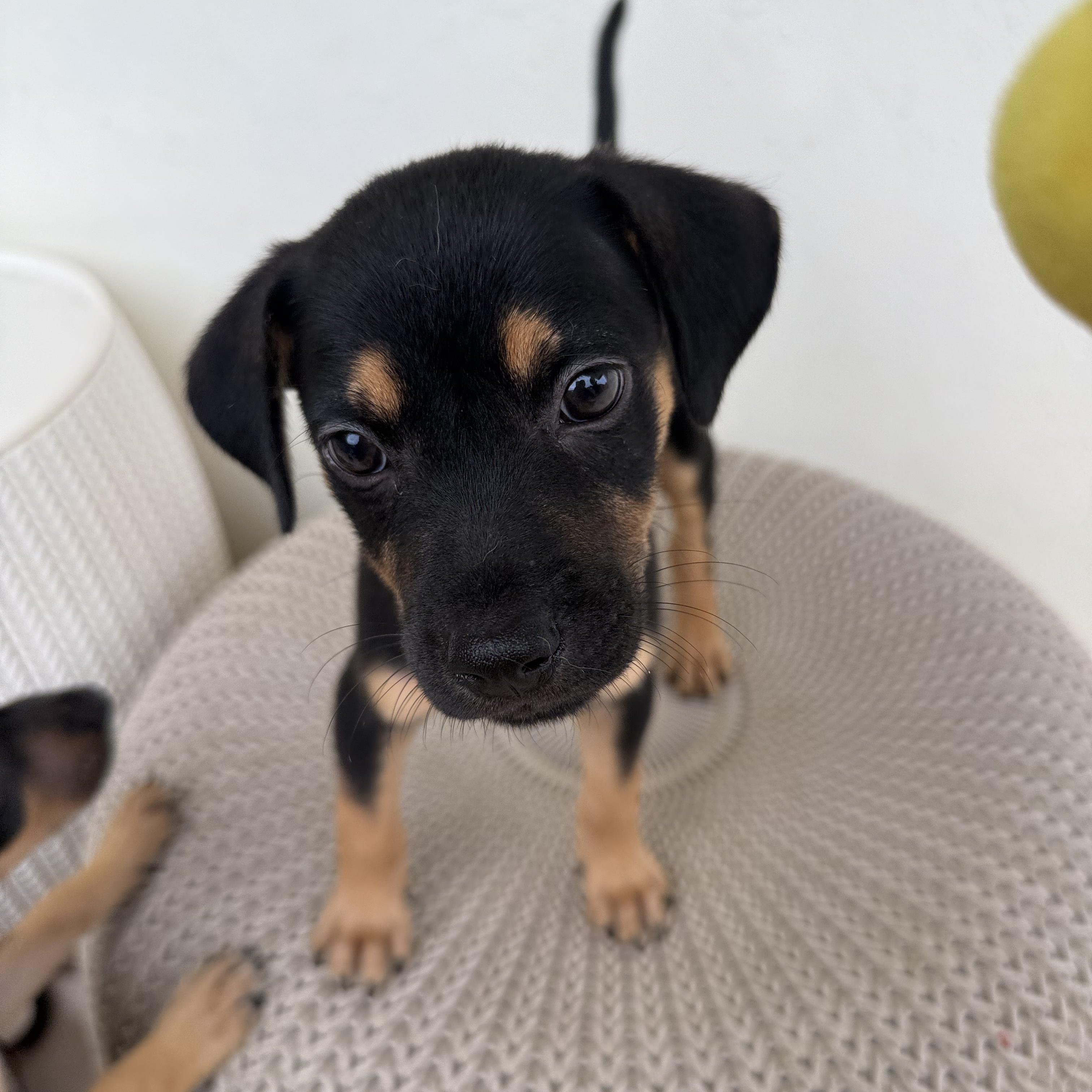 Dill, an adopted mixed breed in ISABELA, PR image 1/3