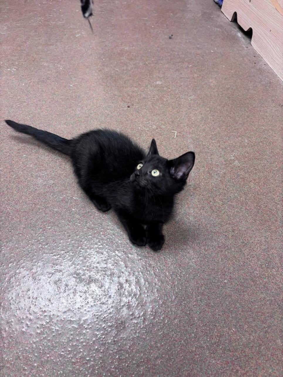Wasabi, adopted, Kitten Female Domestic Short Hair.