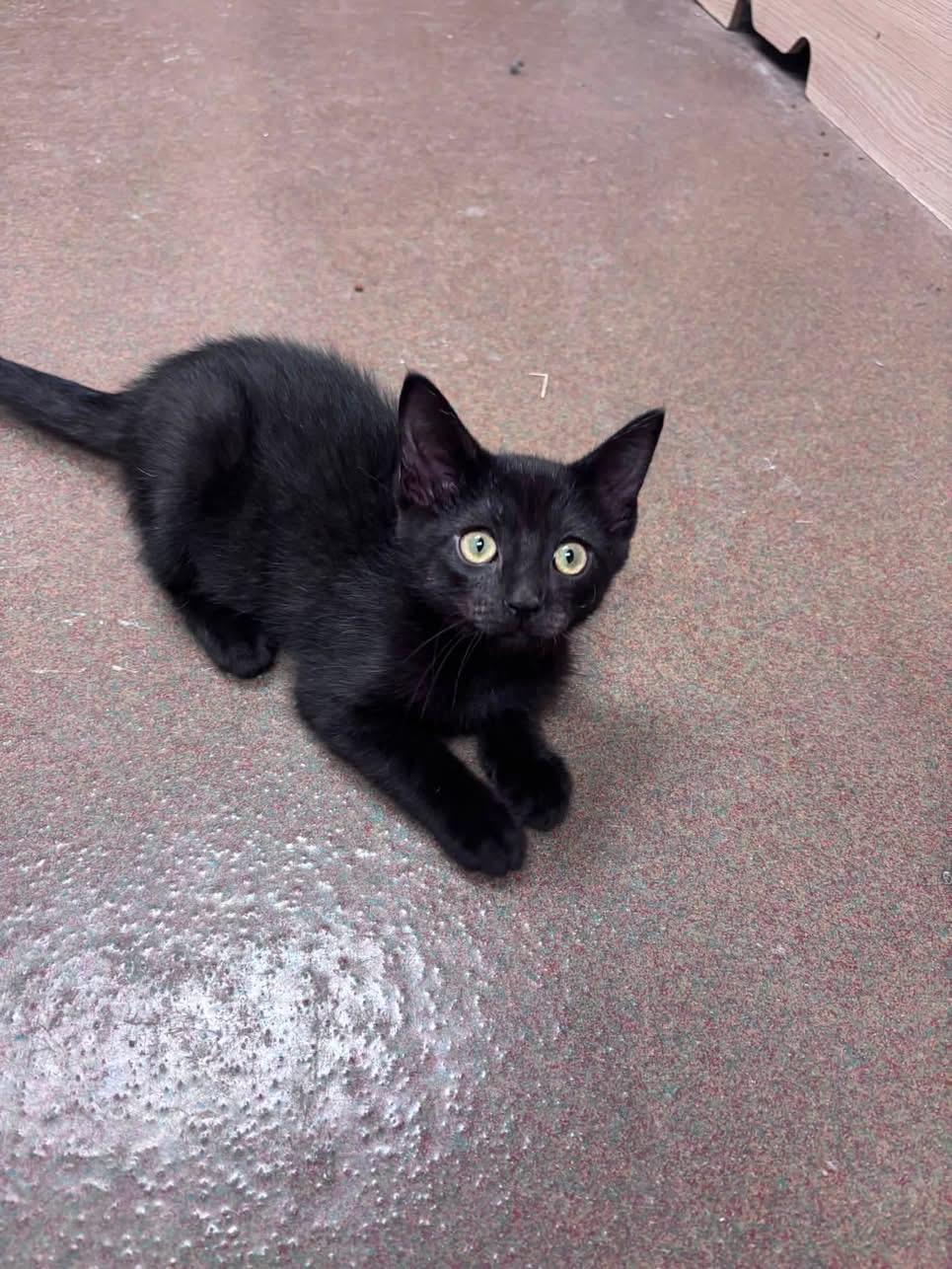 Enlarge Wasabi, an adopted Domestic Short Hair in Steger, IL image 2/2