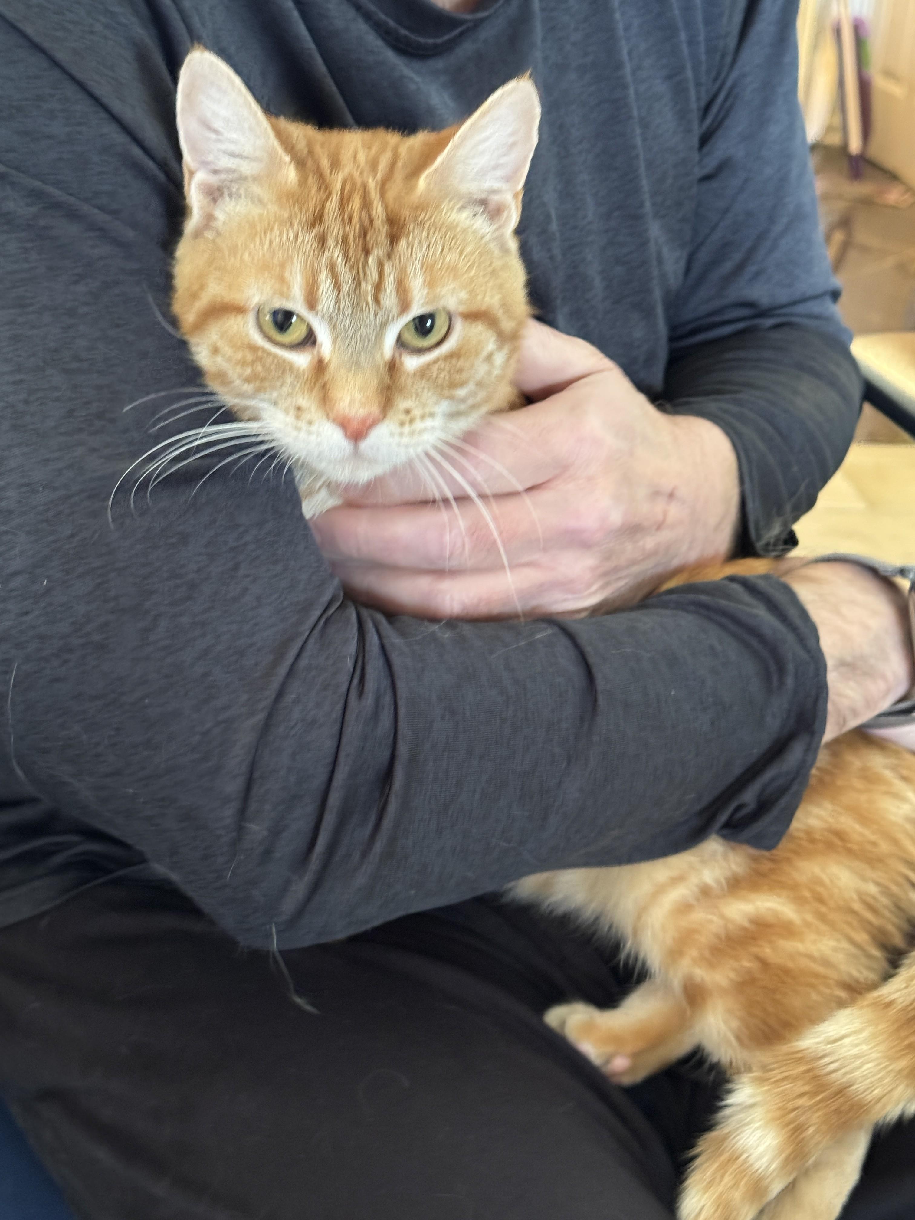 Enlarge Clementine, an adopted Domestic Short Hair in Albany, NY image 2/4