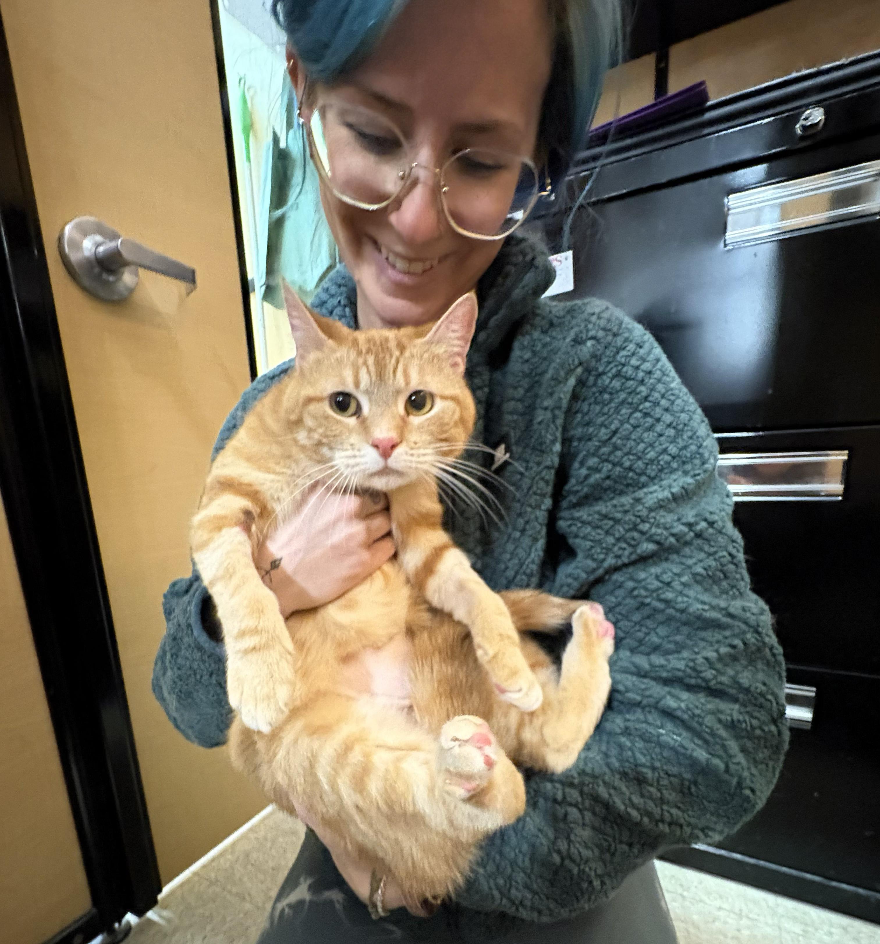 Enlarge Clementine, an adopted Domestic Short Hair in Albany, NY image 4/4