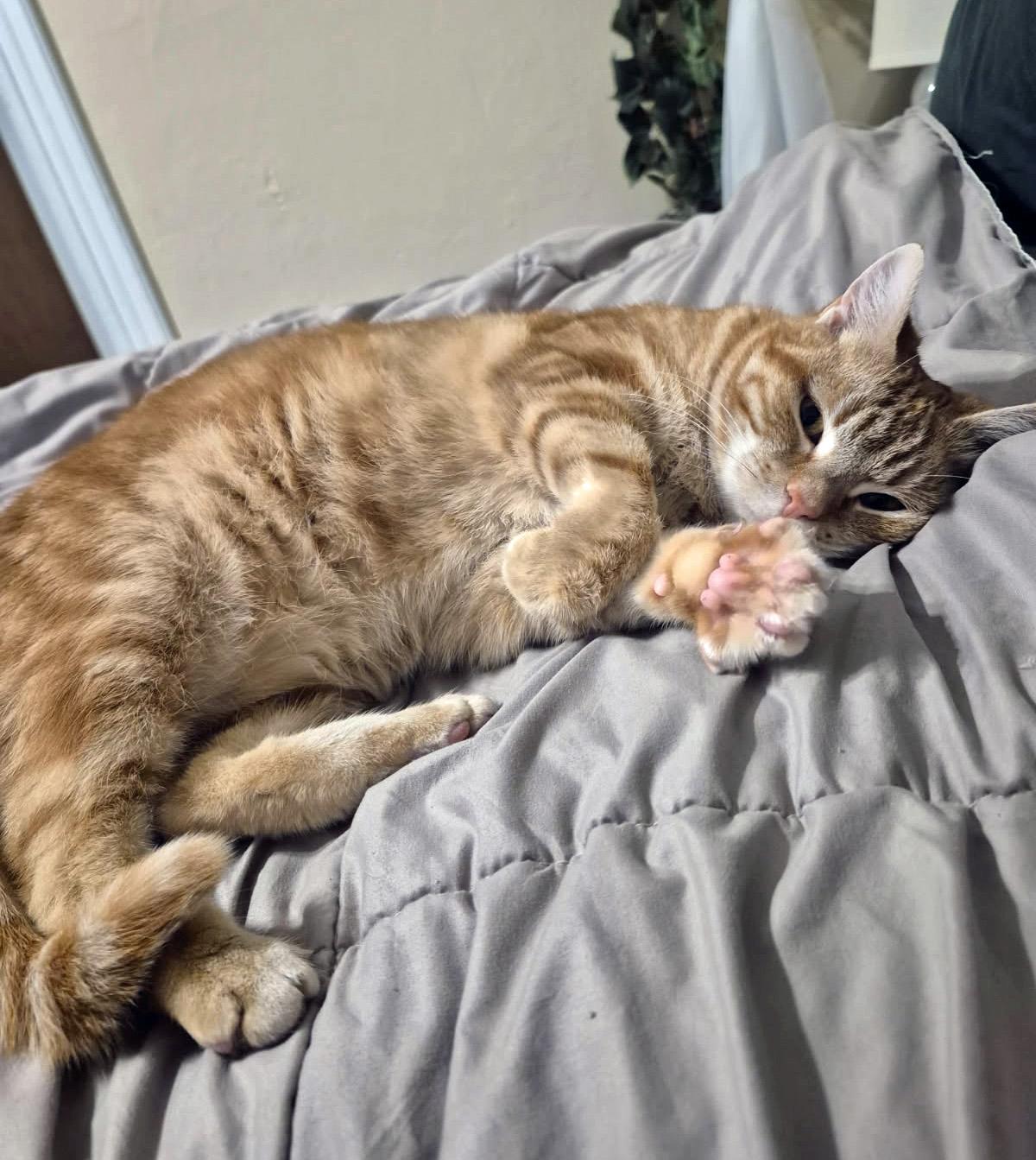 Enlarge Clementine, an adopted Domestic Short Hair in Albany, NY image 3/4