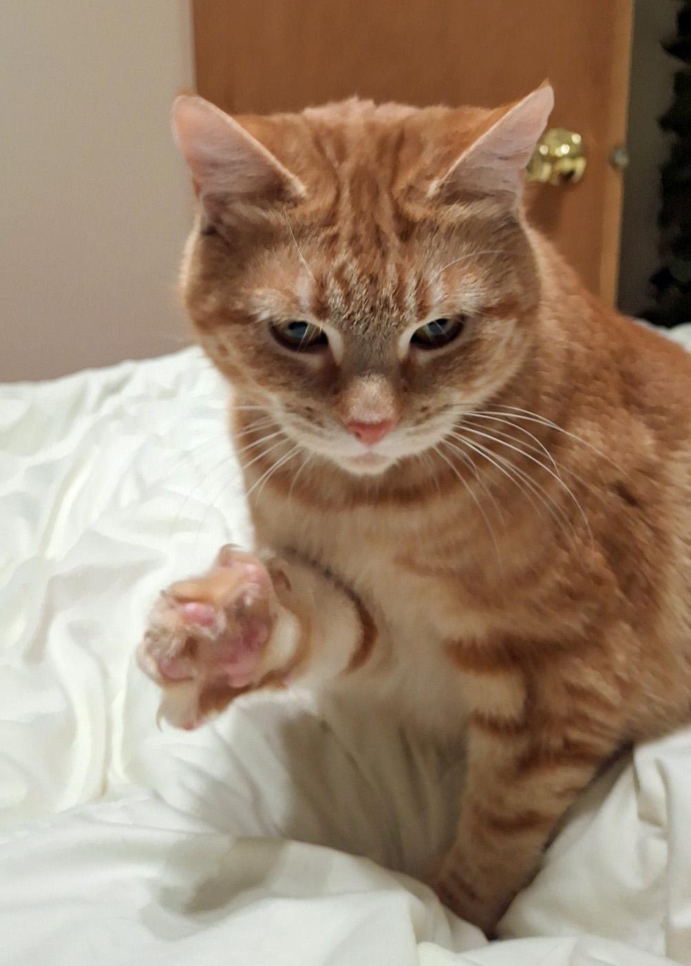 Enlarge Clementine, an adopted Domestic Short Hair in Albany, NY image 1/4