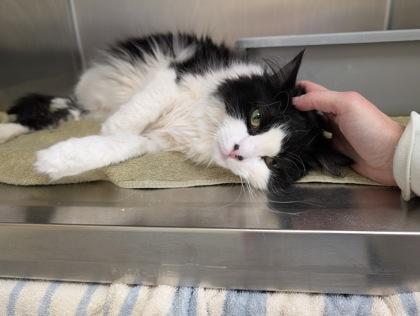 Enlarge Kentucky, a Adoptable mixed breed in Westland, MI image 1/3