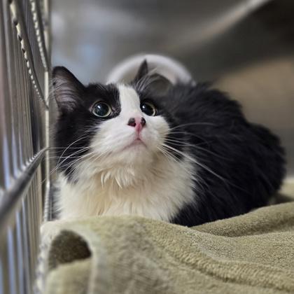 Enlarge Kentucky, a Adoptable mixed breed in Westland, MI image 2/3