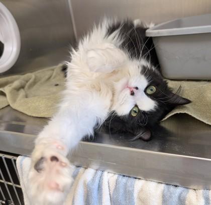 Enlarge Kentucky, a Adoptable mixed breed in Westland, MI image 3/3