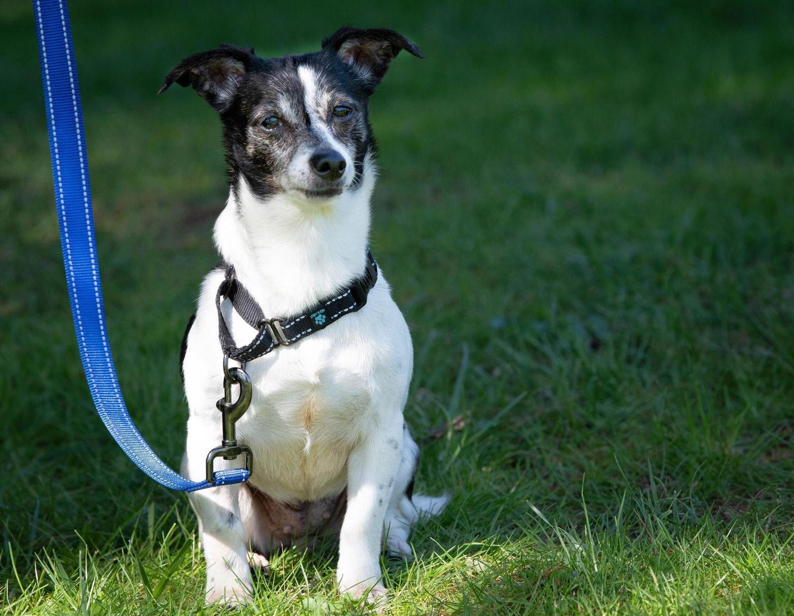 Daisy (aka Dukes), Adoptable, Senior Female Rat Terrier.