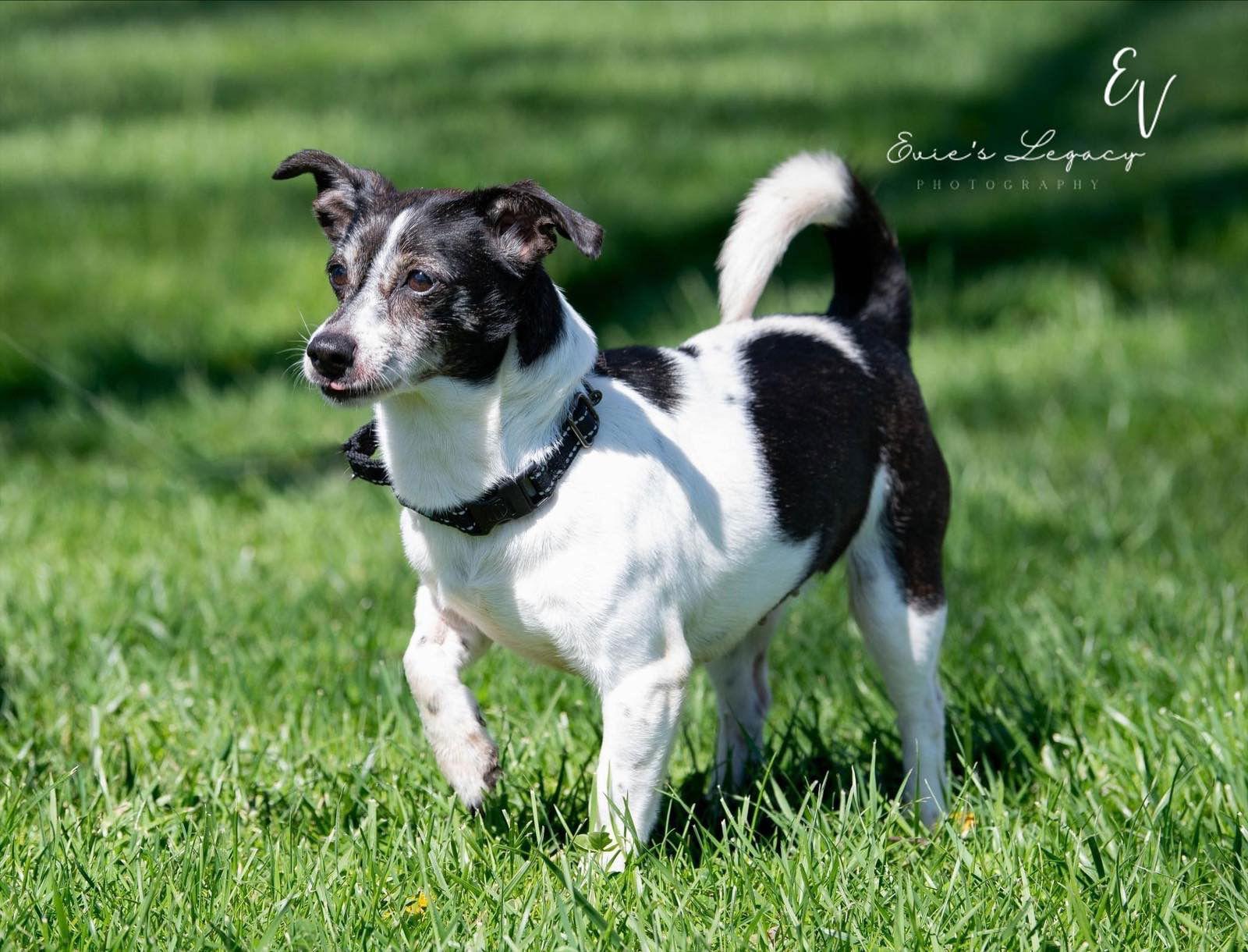 Daisy (aka Dukes), a Adoptable Rat Terrier in Florence, KY image 2/2