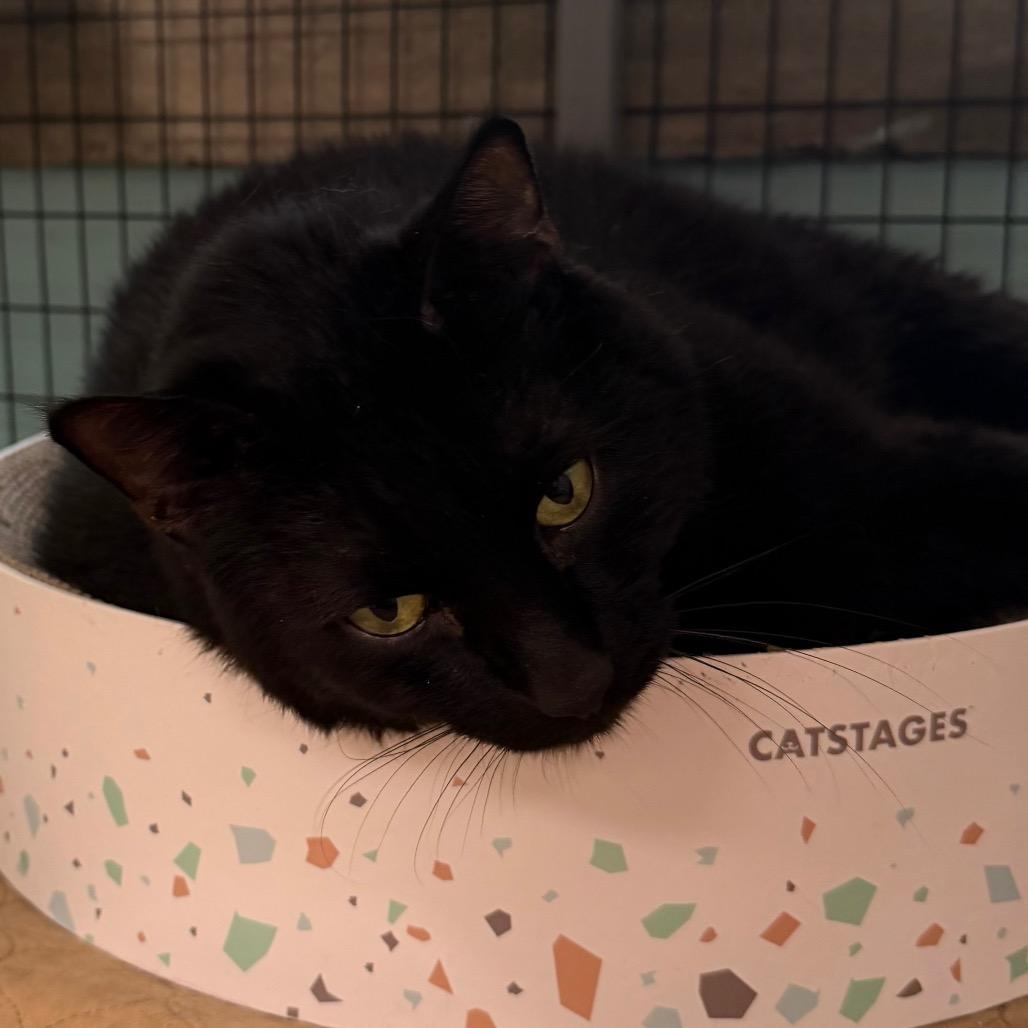 Max, Adoptable, Adult Male Domestic Short Hair.