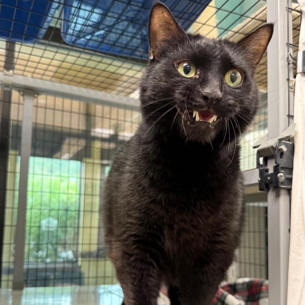 Max, a Adoptable Domestic Short Hair in Durango, CO image 2/4