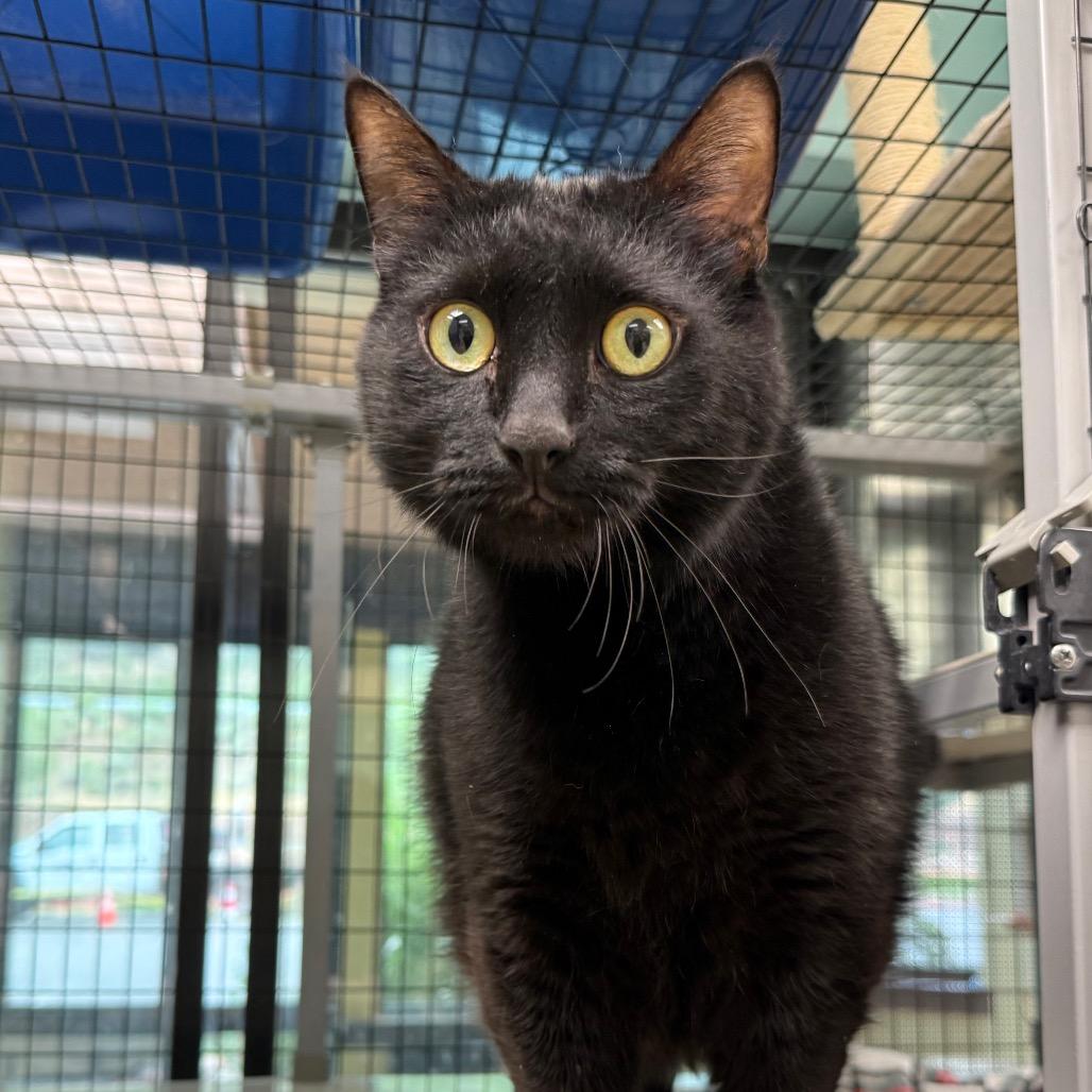 Max, a Adoptable Domestic Short Hair in Durango, CO image 3/4