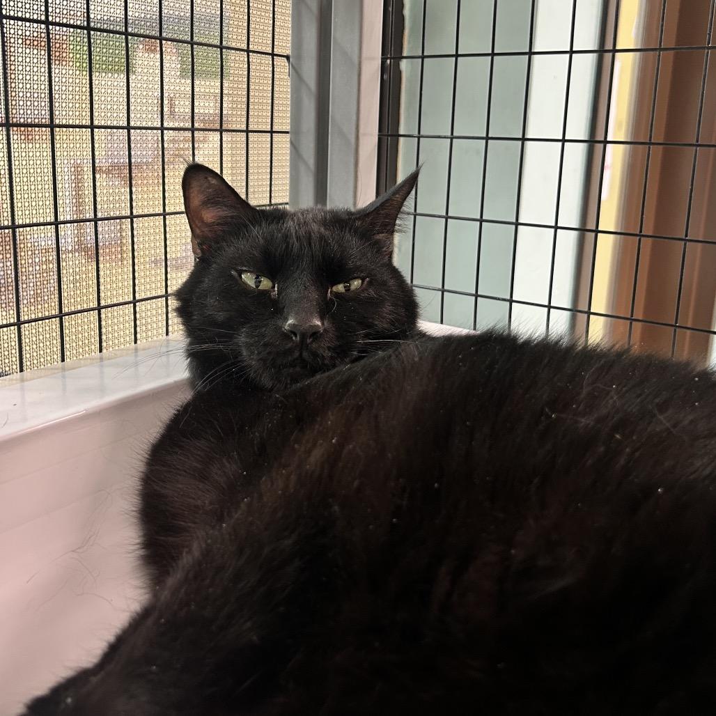 Max, a Adoptable Domestic Short Hair in Durango, CO image 4/4