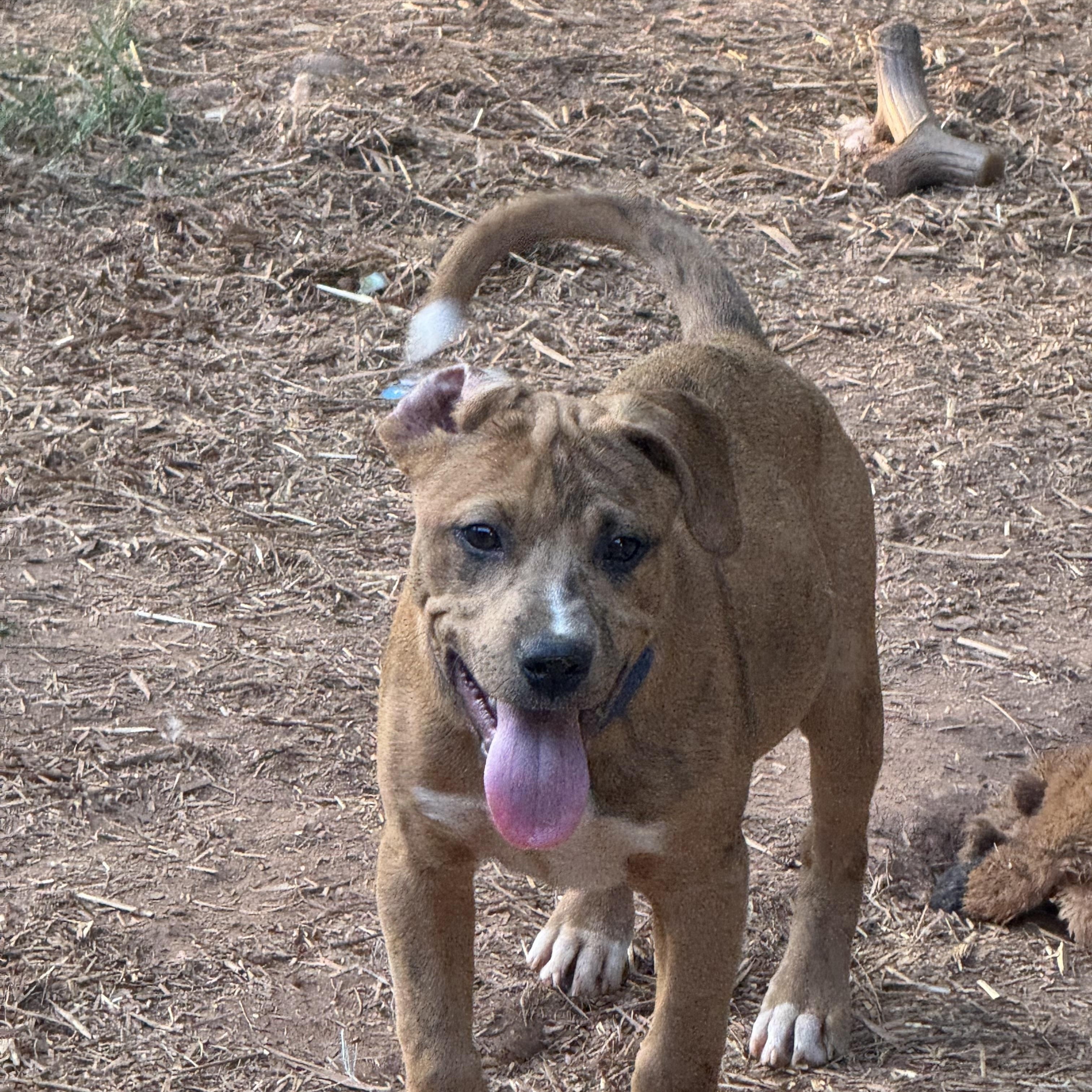 Enlarge Jax, an adopted mixed breed in Oxford, GA image 2/3