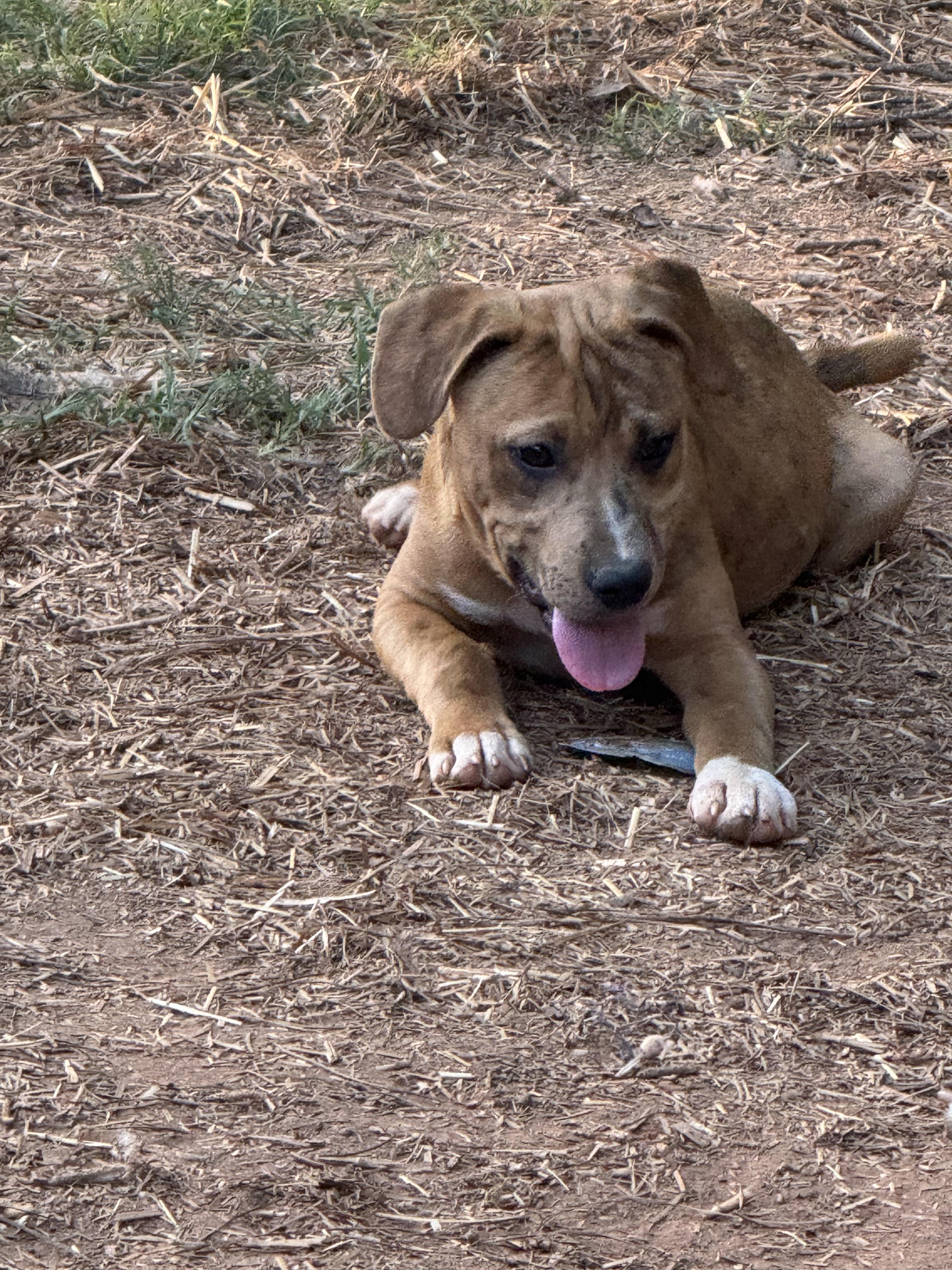 Enlarge Jax, an adopted mixed breed in Oxford, GA image 3/3
