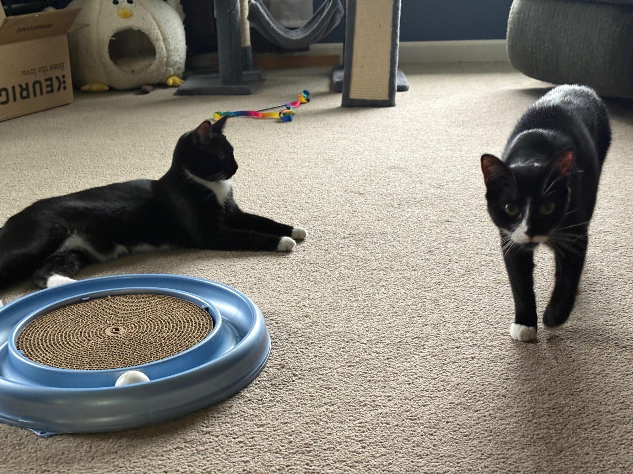Dilly & Dally, ADOPTABLE, Young Female Domestic Short Hair.