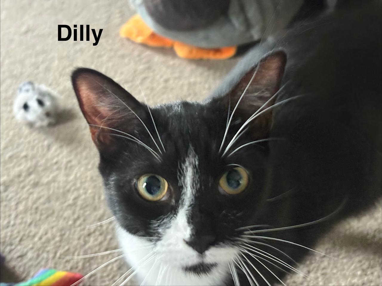 Enlarge Dilly & Dally, a ADOPTABLE mixed breed in Latham, NY image 4/5