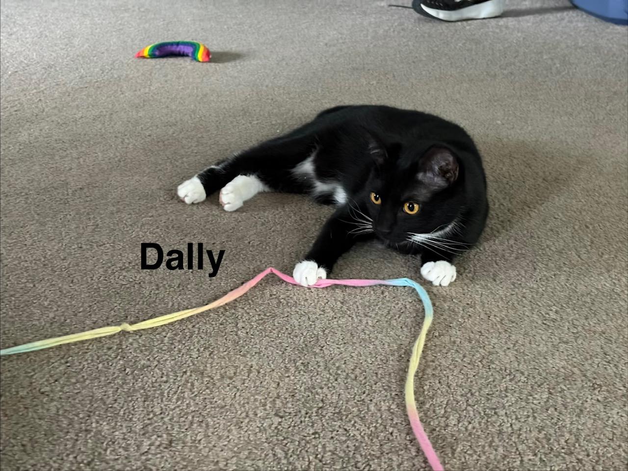 Enlarge Dilly & Dally, a ADOPTABLE mixed breed in Latham, NY image 3/5