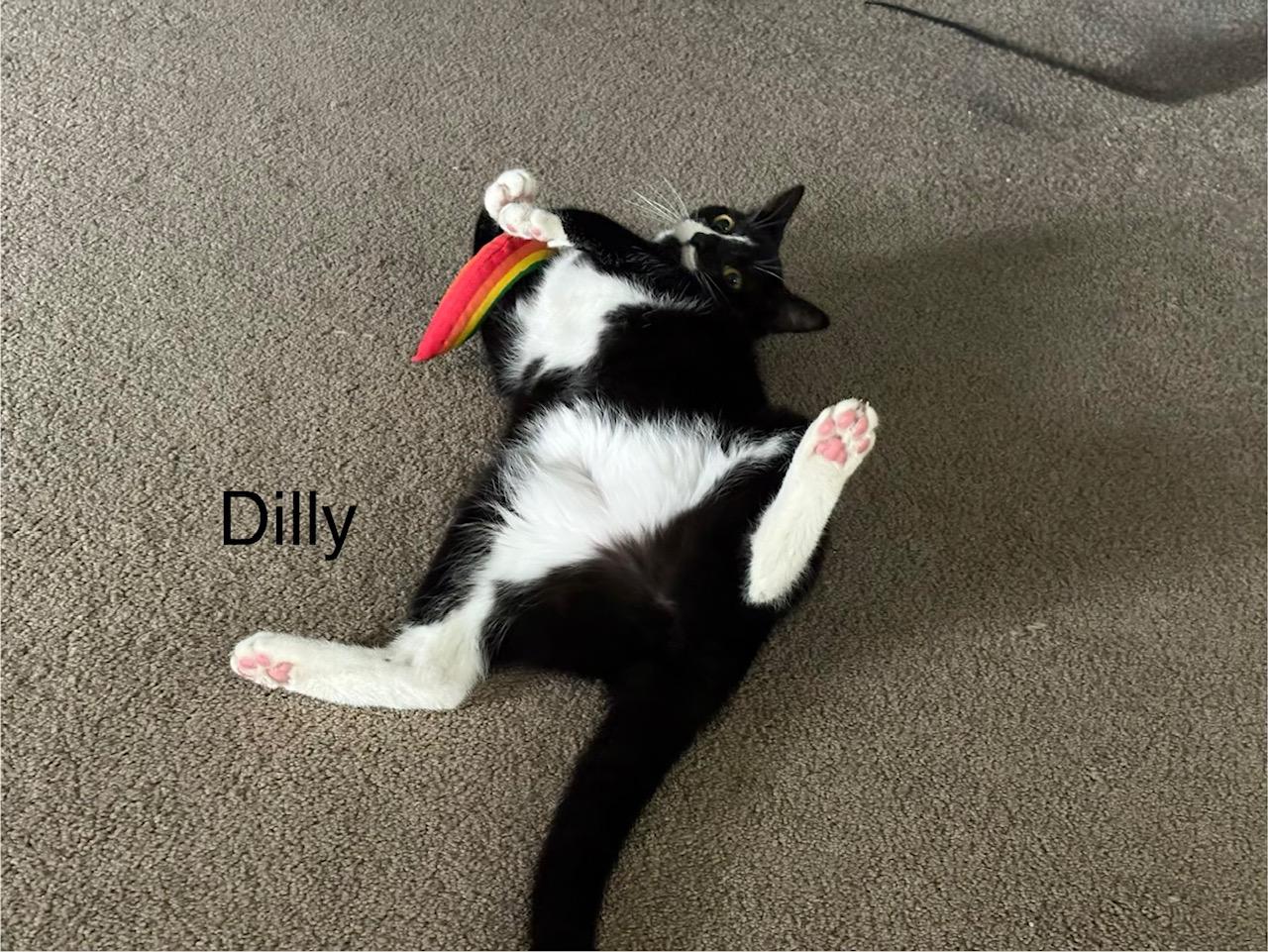 Enlarge Dilly & Dally, a ADOPTABLE mixed breed in Latham, NY image 2/5