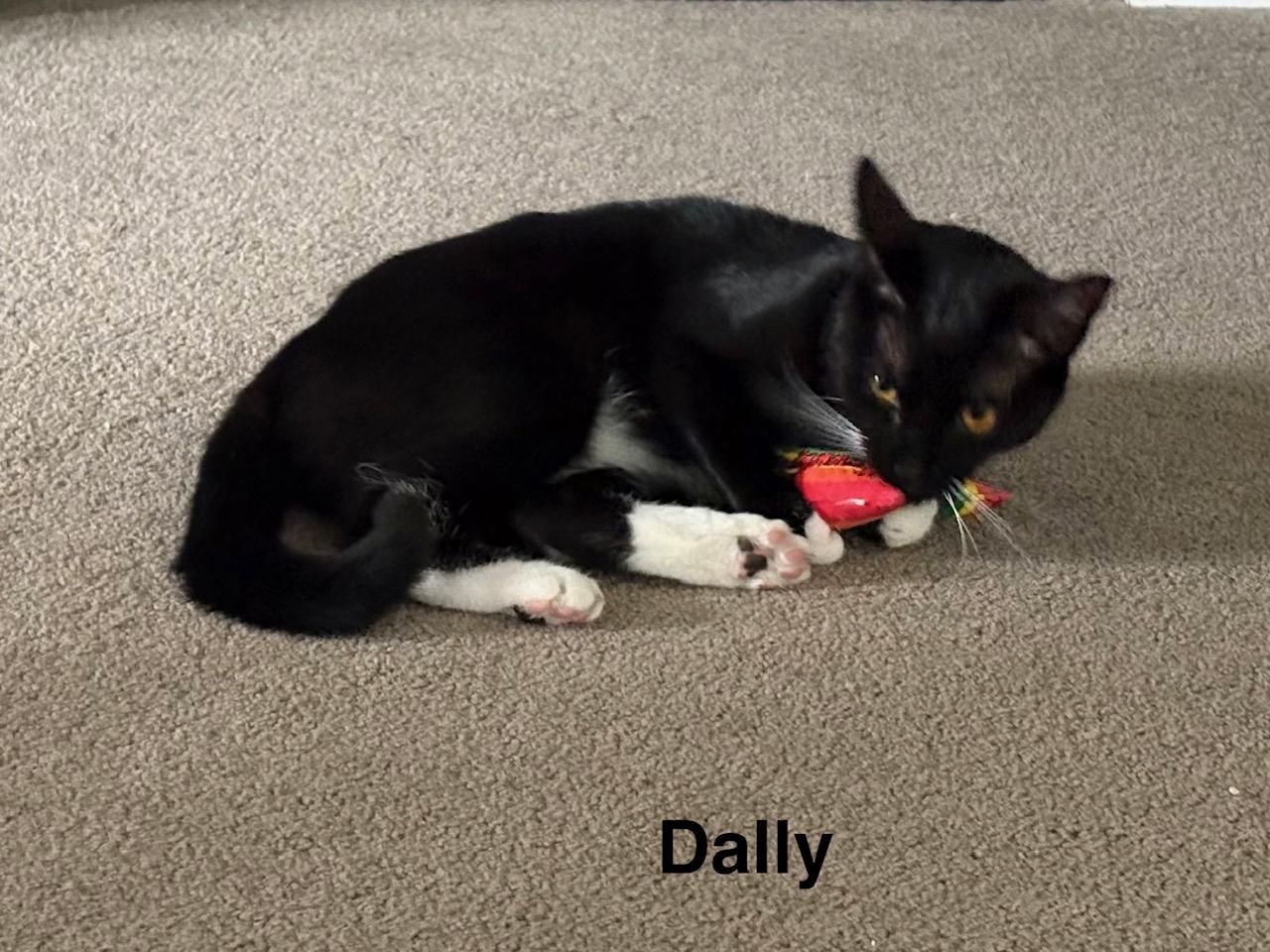 Enlarge Dilly & Dally, a ADOPTABLE mixed breed in Latham, NY image 5/5