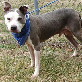 Solomon, a Adoptable Mixed Breed in Jeffersonville, IN image 1/4